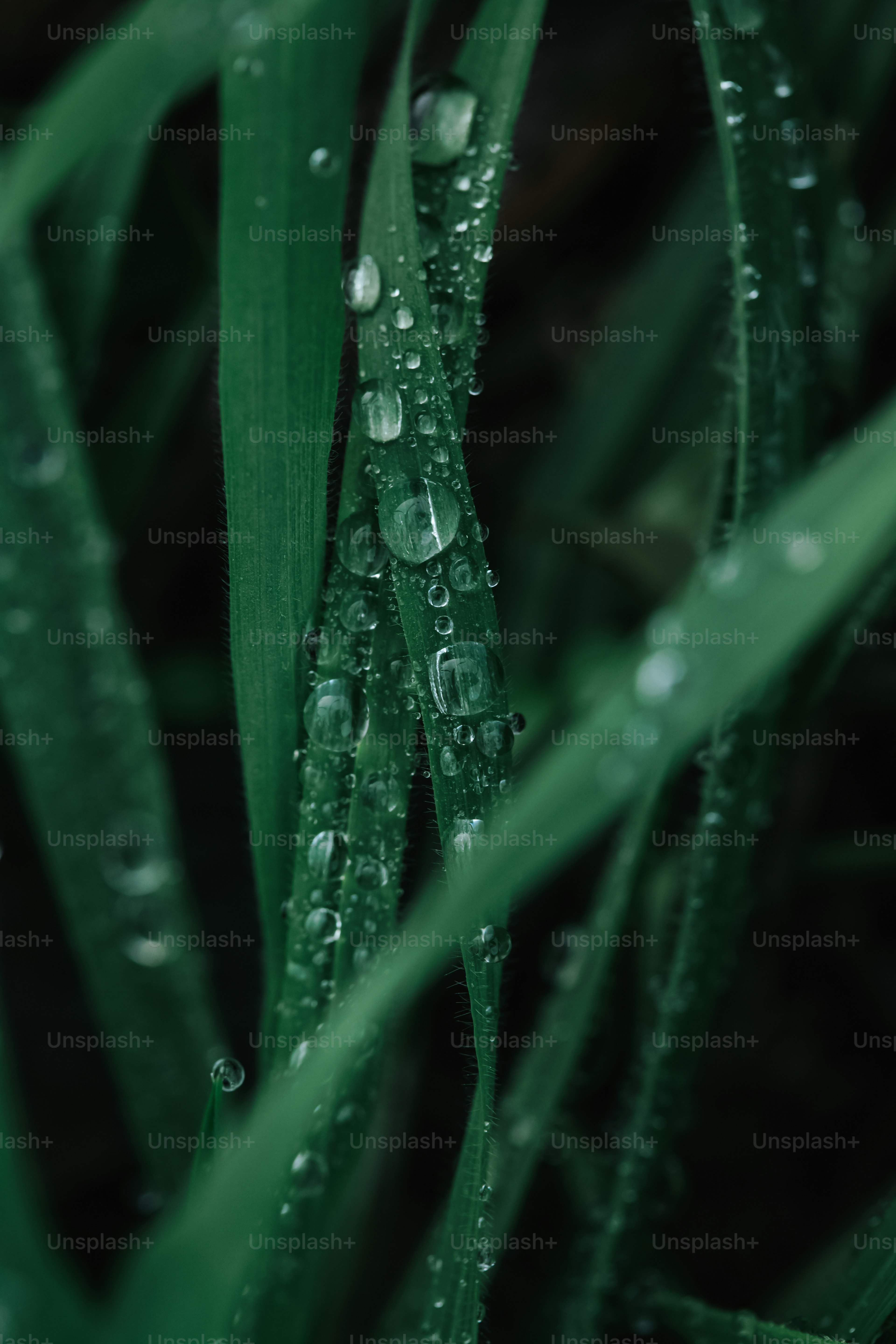 Briznas de hierba verde con gotas de agua relucientes.