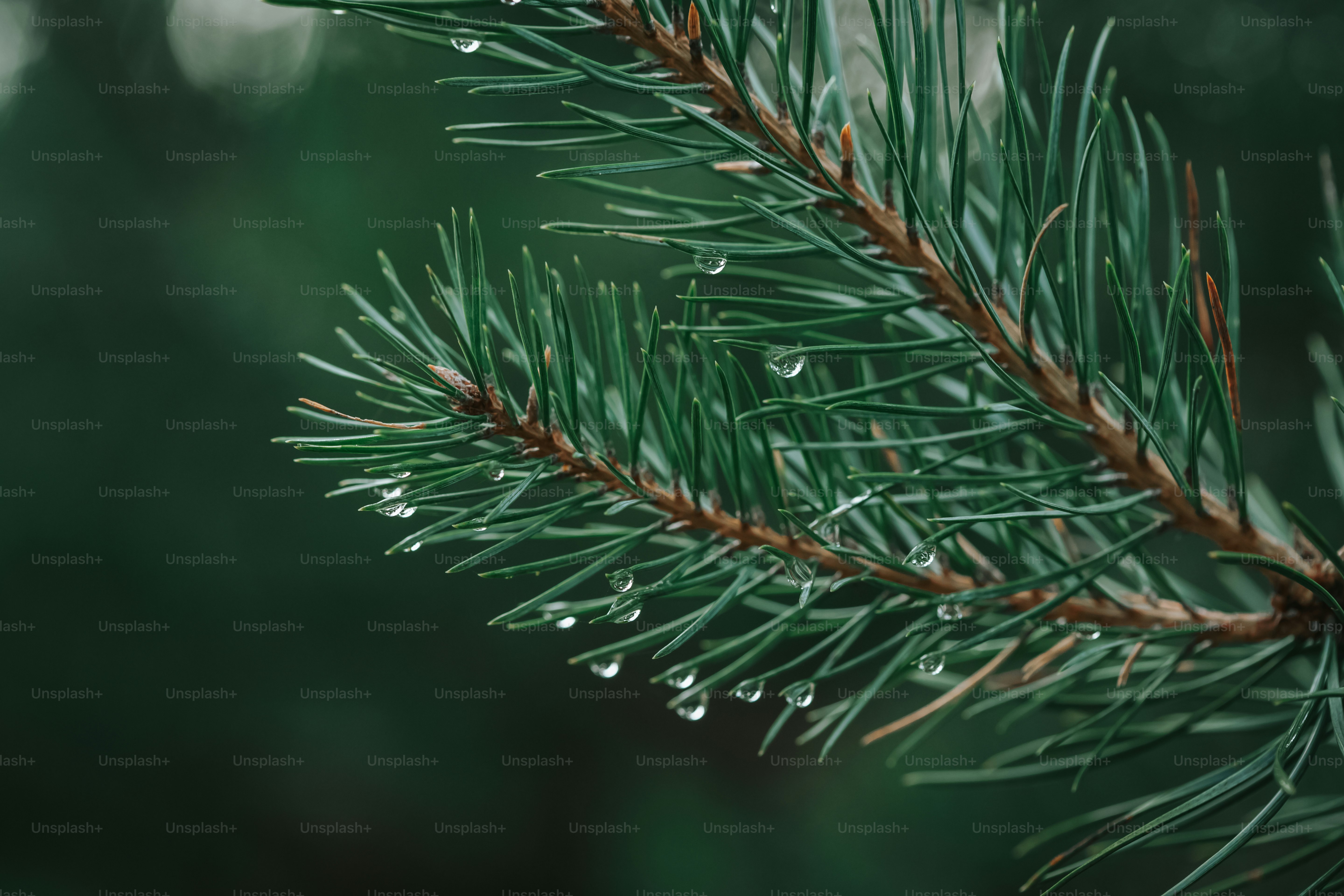 Agujas de pino con gotas de agua tras la lluvia