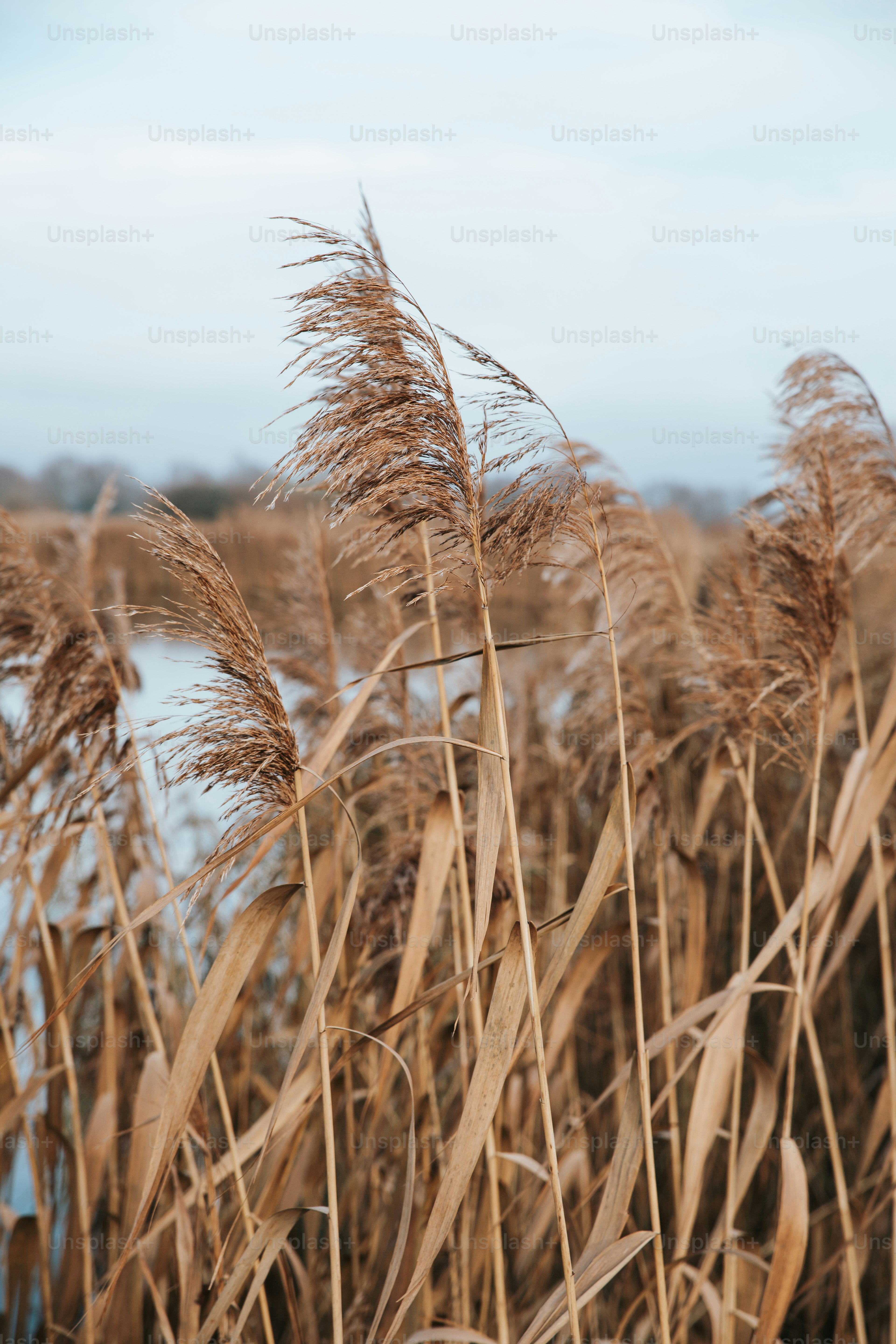 Tall dry reeds blowing in the wind by the water.