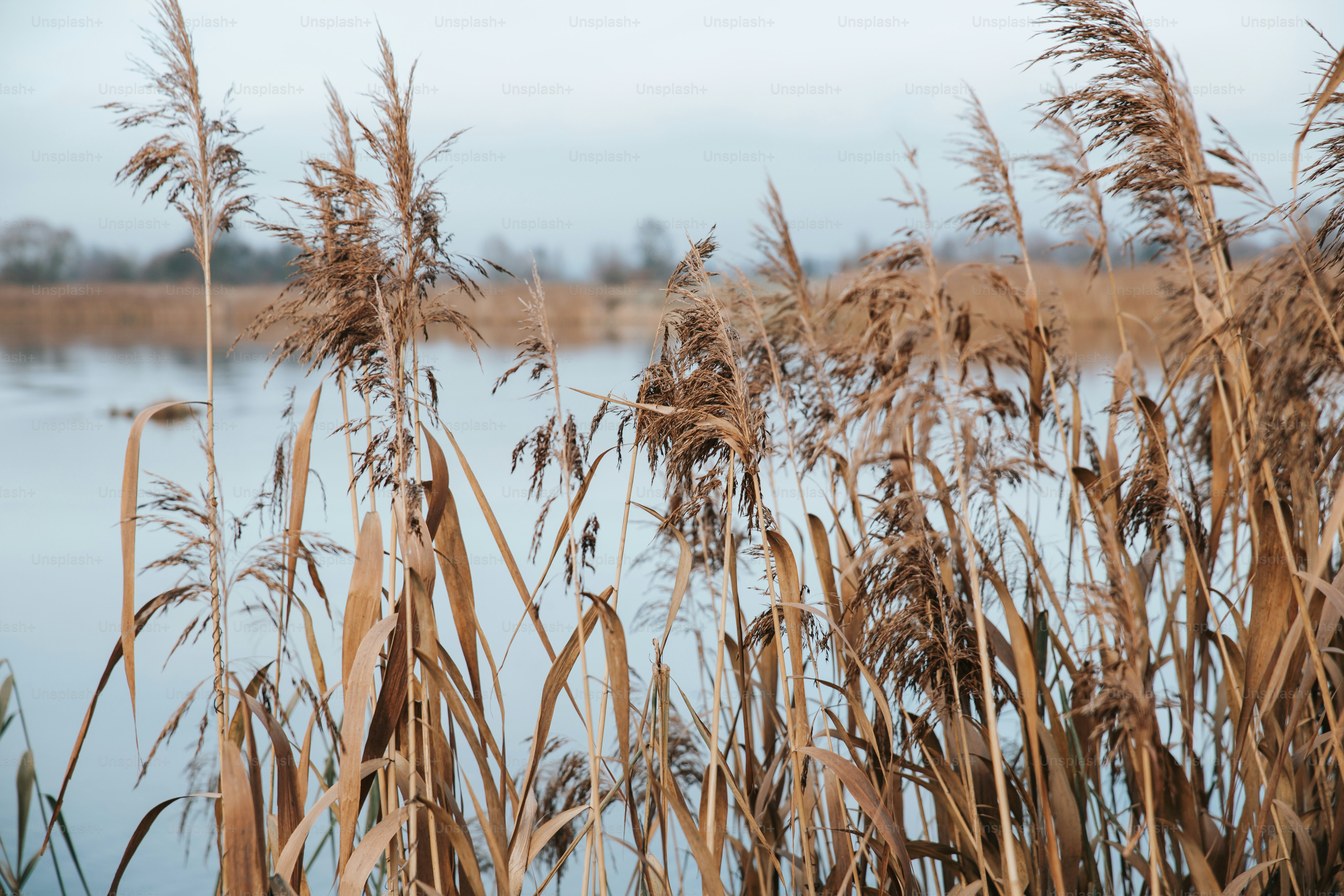 Dry reeds sway by a calm body of water.
