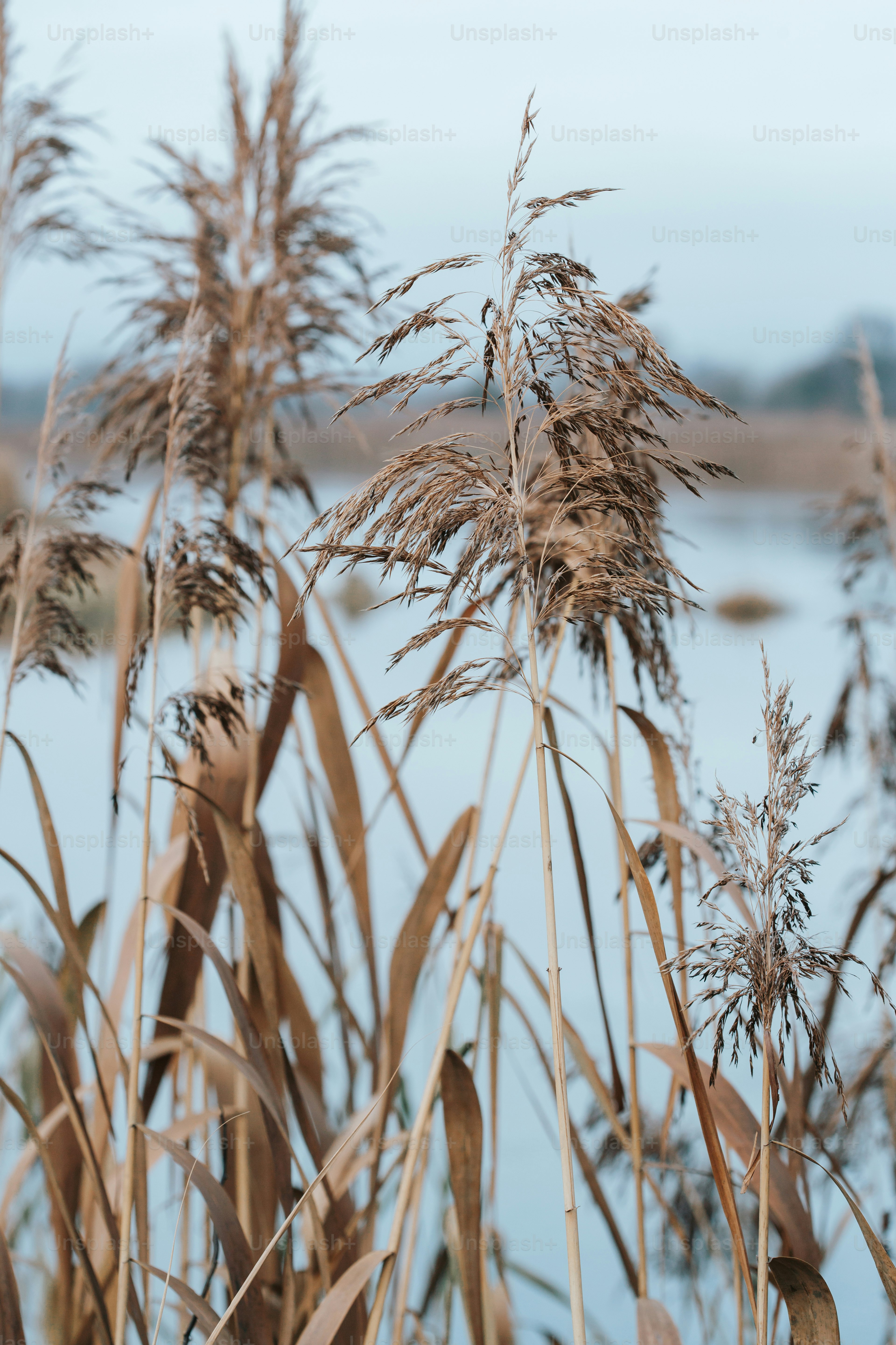 Dry reeds by a calm body of water photo – Pond Image on Unsplash