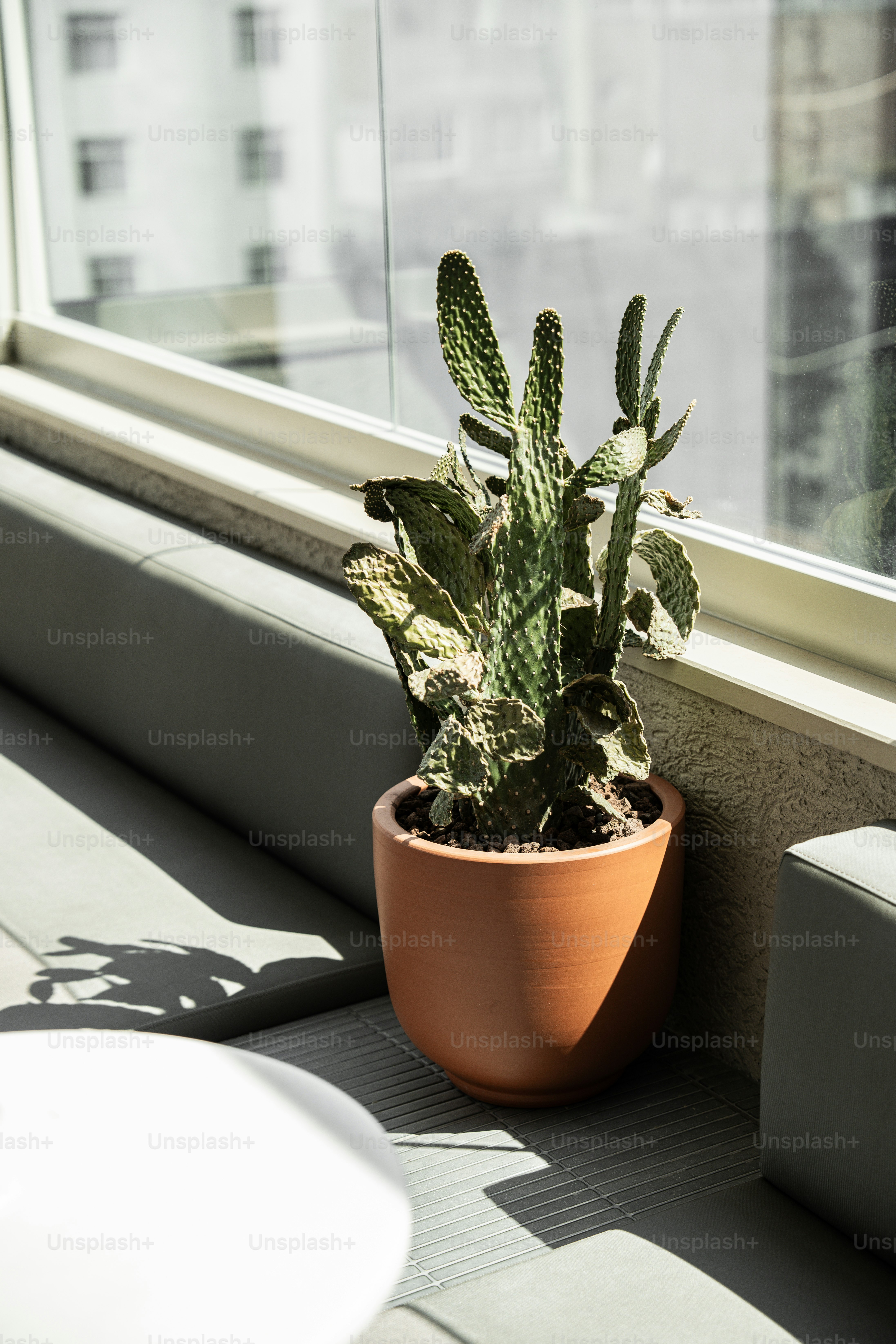 Cactus en maceta junto a una ventana soleada