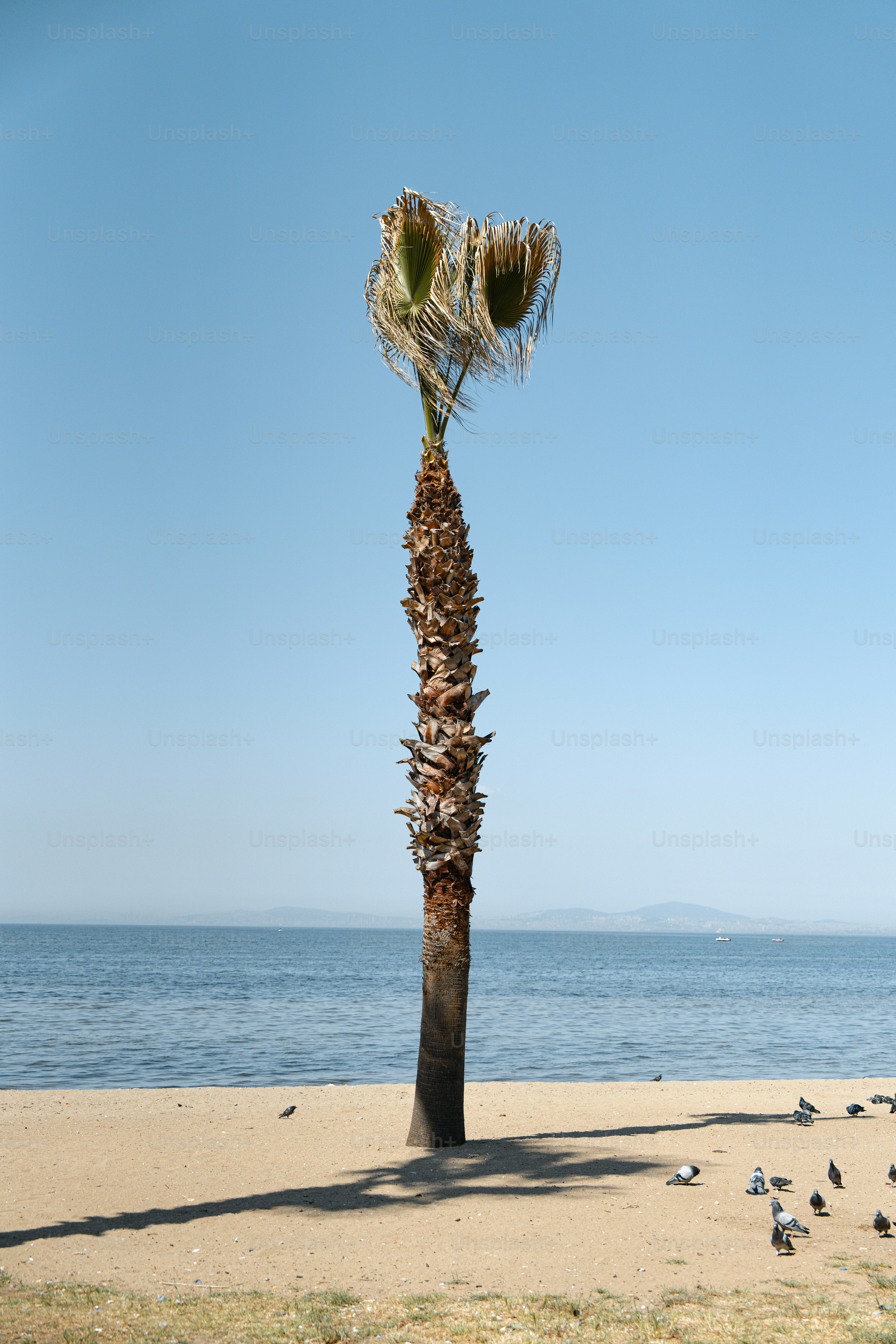 A lone palm tree stands on a sandy beach.