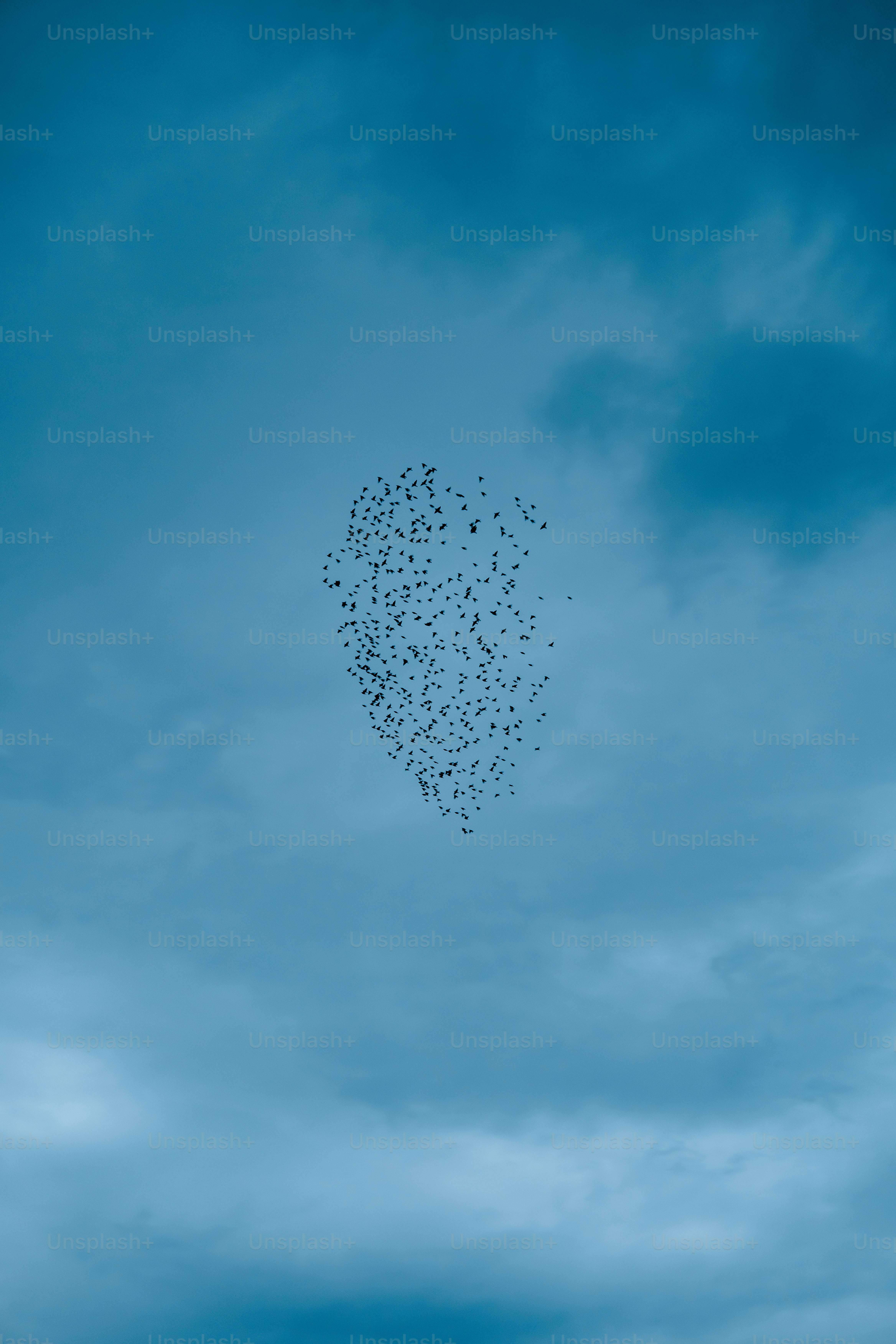 A flock of birds flying in a heart shape formation. photo – Pattern ...