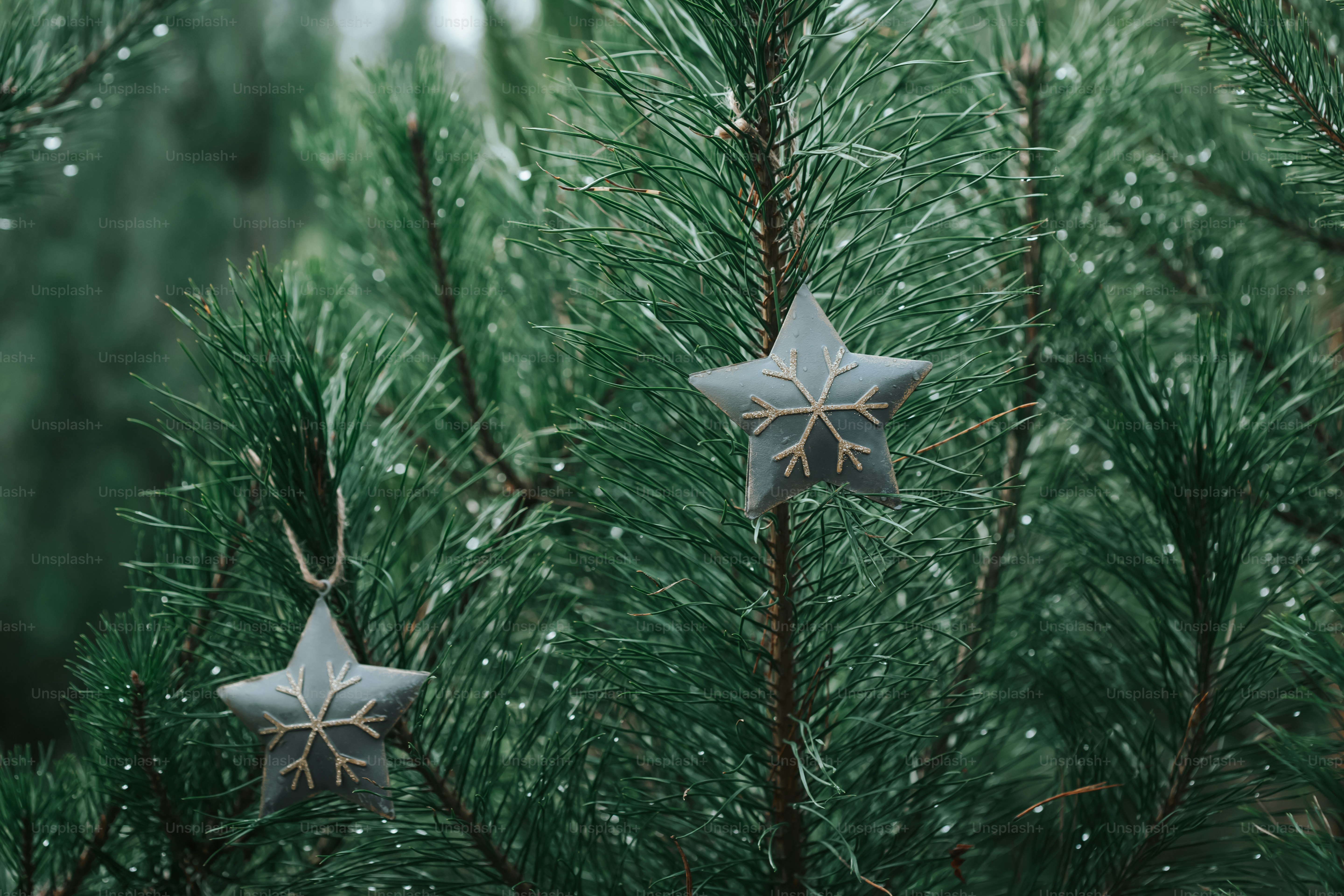 松の木には二つの星の飾りが掛けられています。