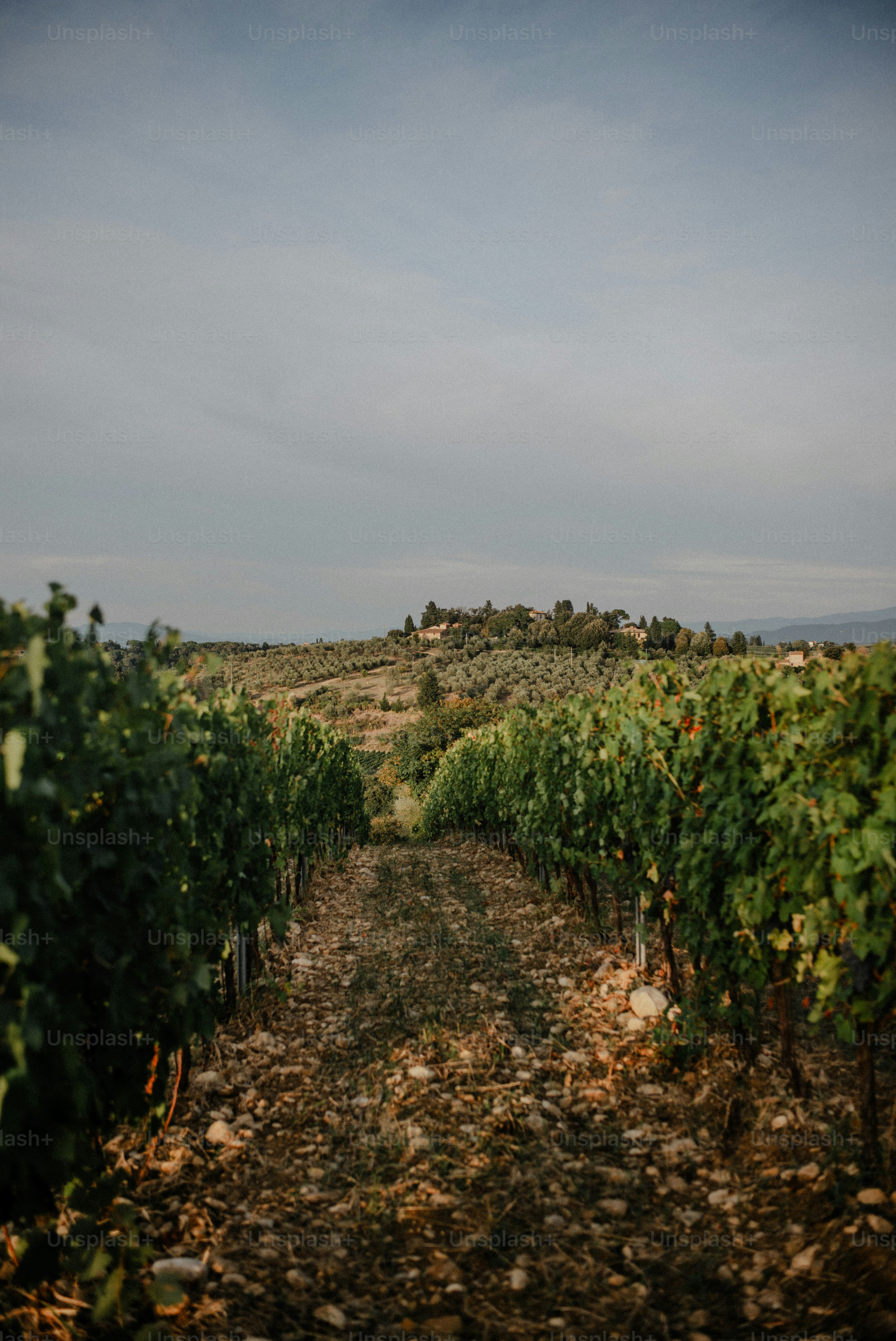 Vineyard rows leading to a distant village on a hill.
