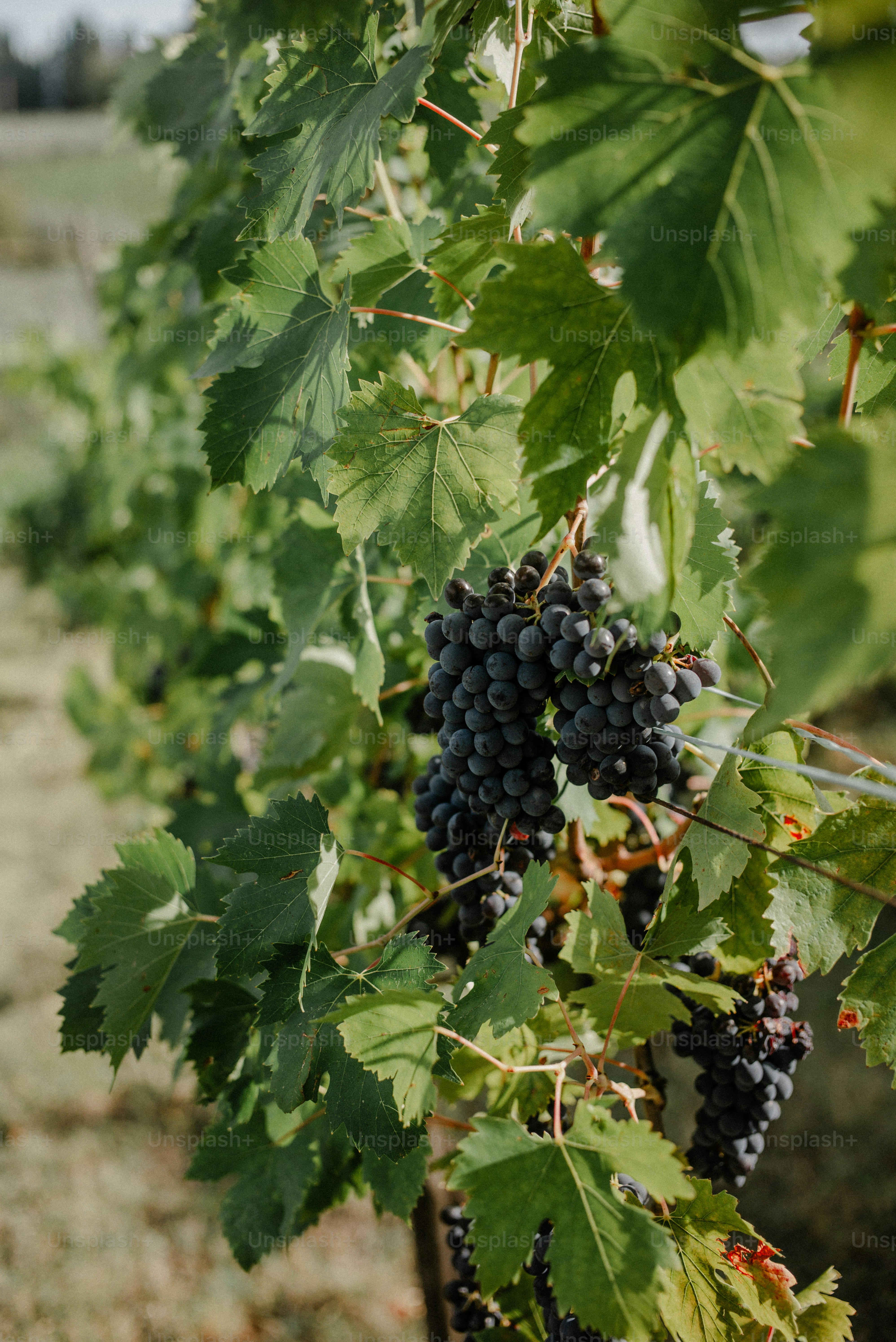 Ripe dark grapes hanging on a vine