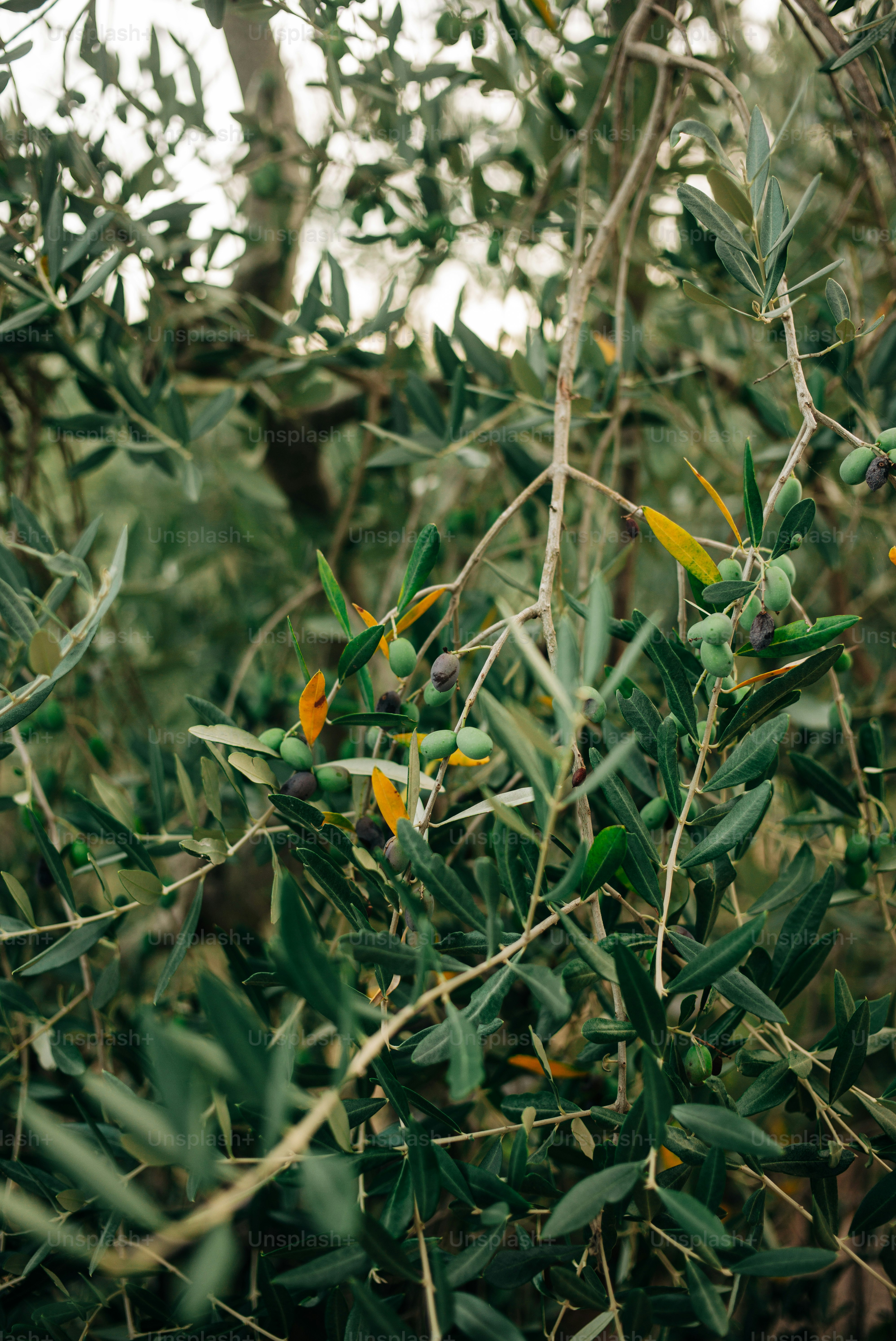 Green olives growing on a tree branch.
