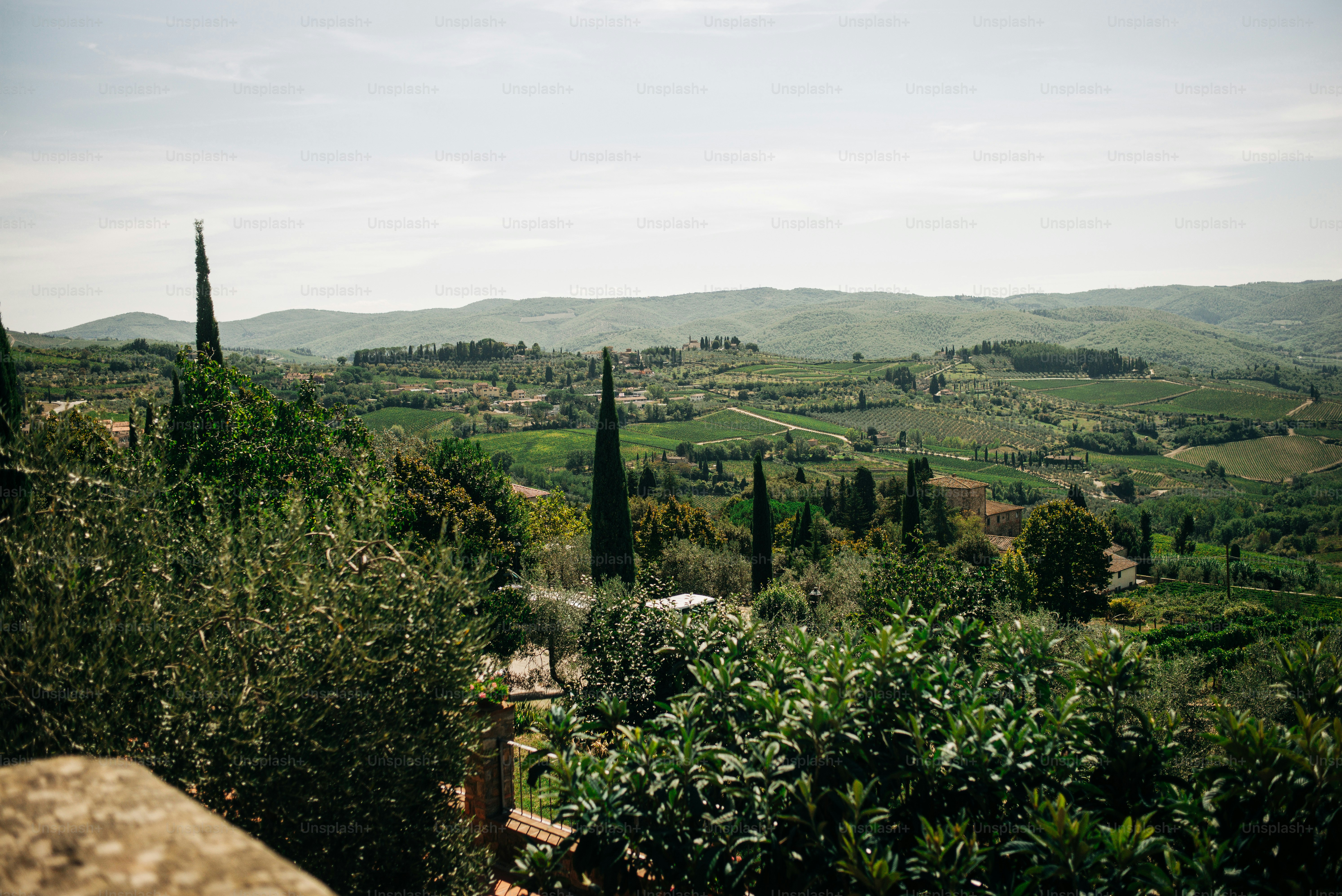 Rolling green hills with cypress trees and vineyards.