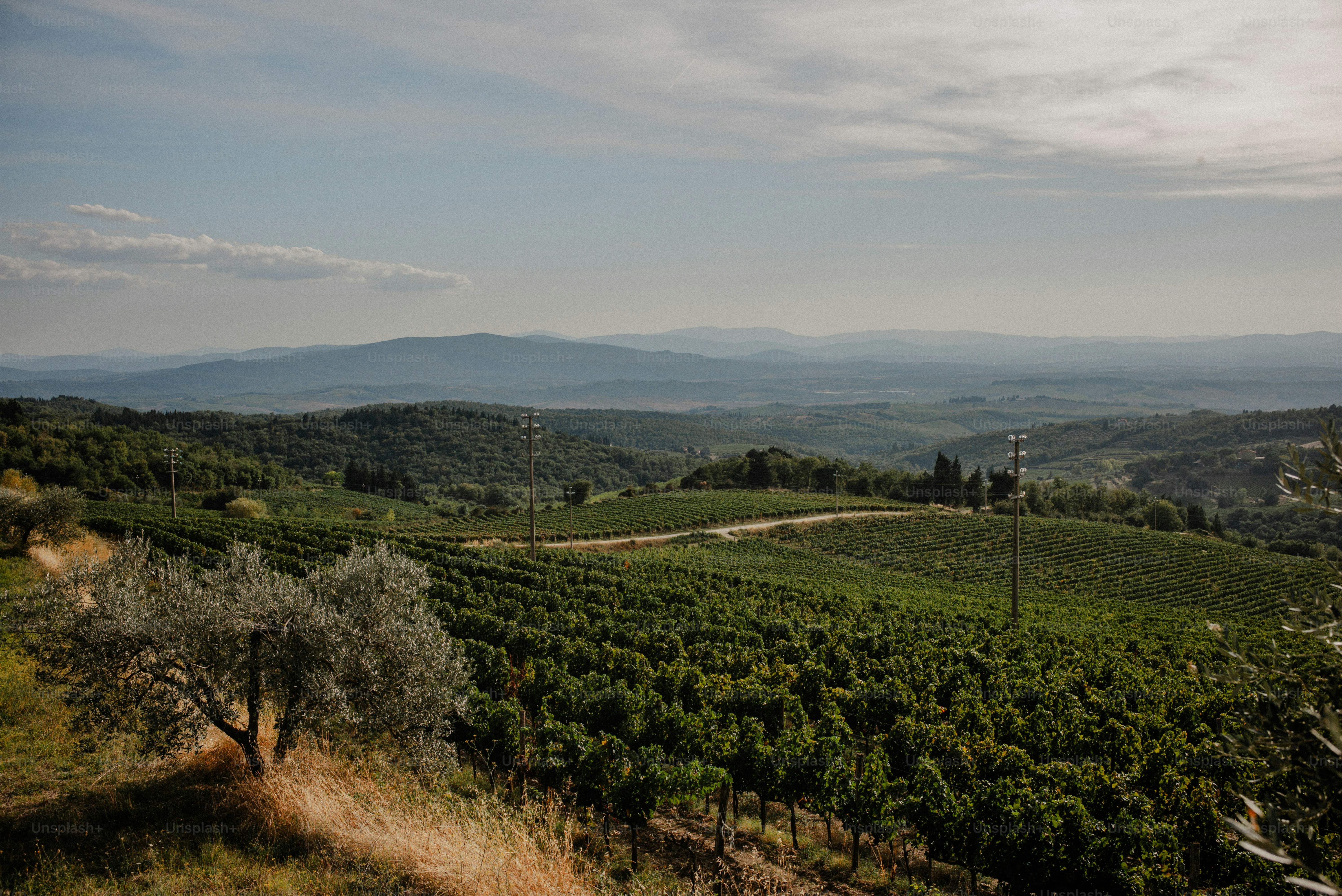 Rolling green hills with vineyards and olive trees