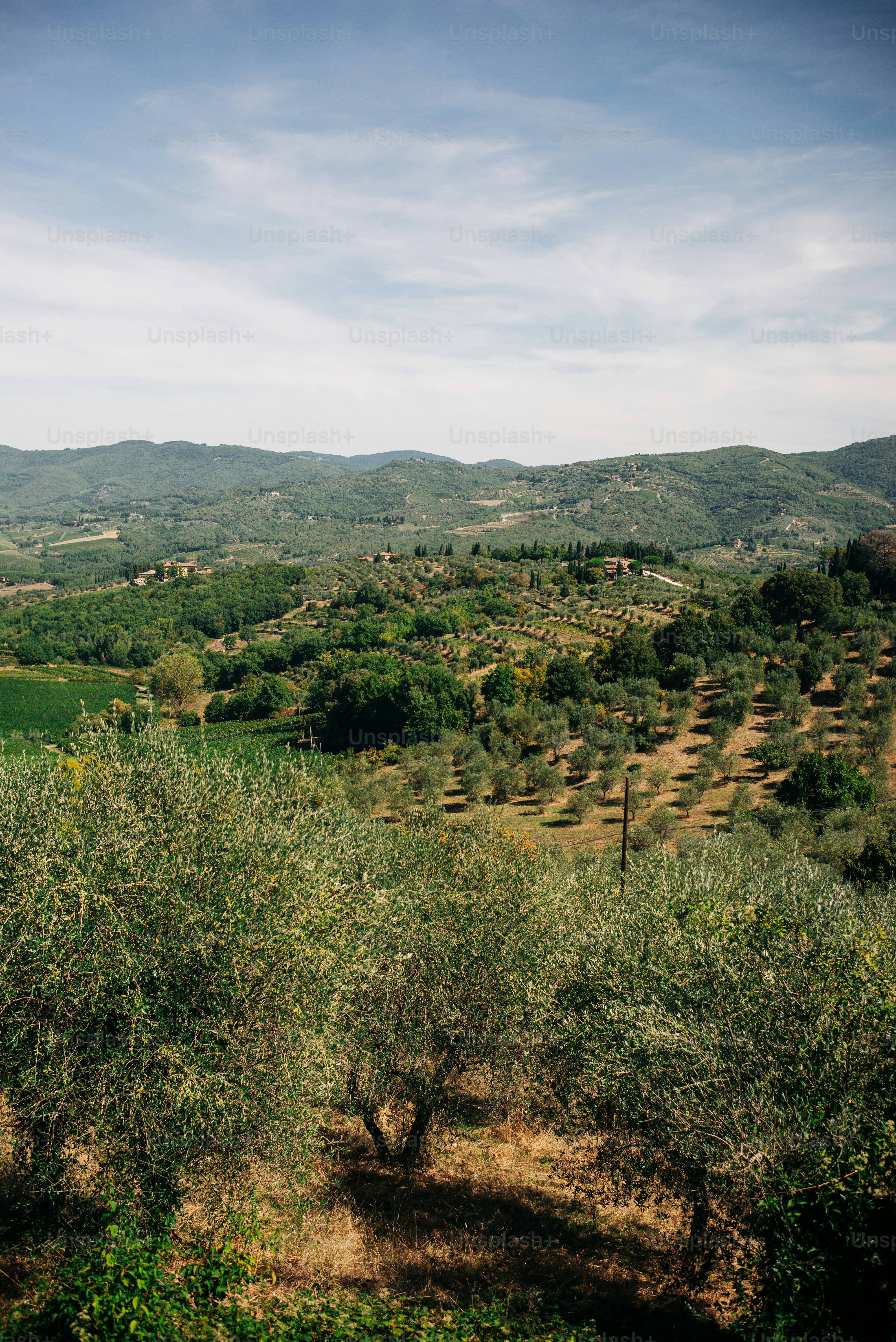 Rolling hills covered in olive groves under a blue sky.
