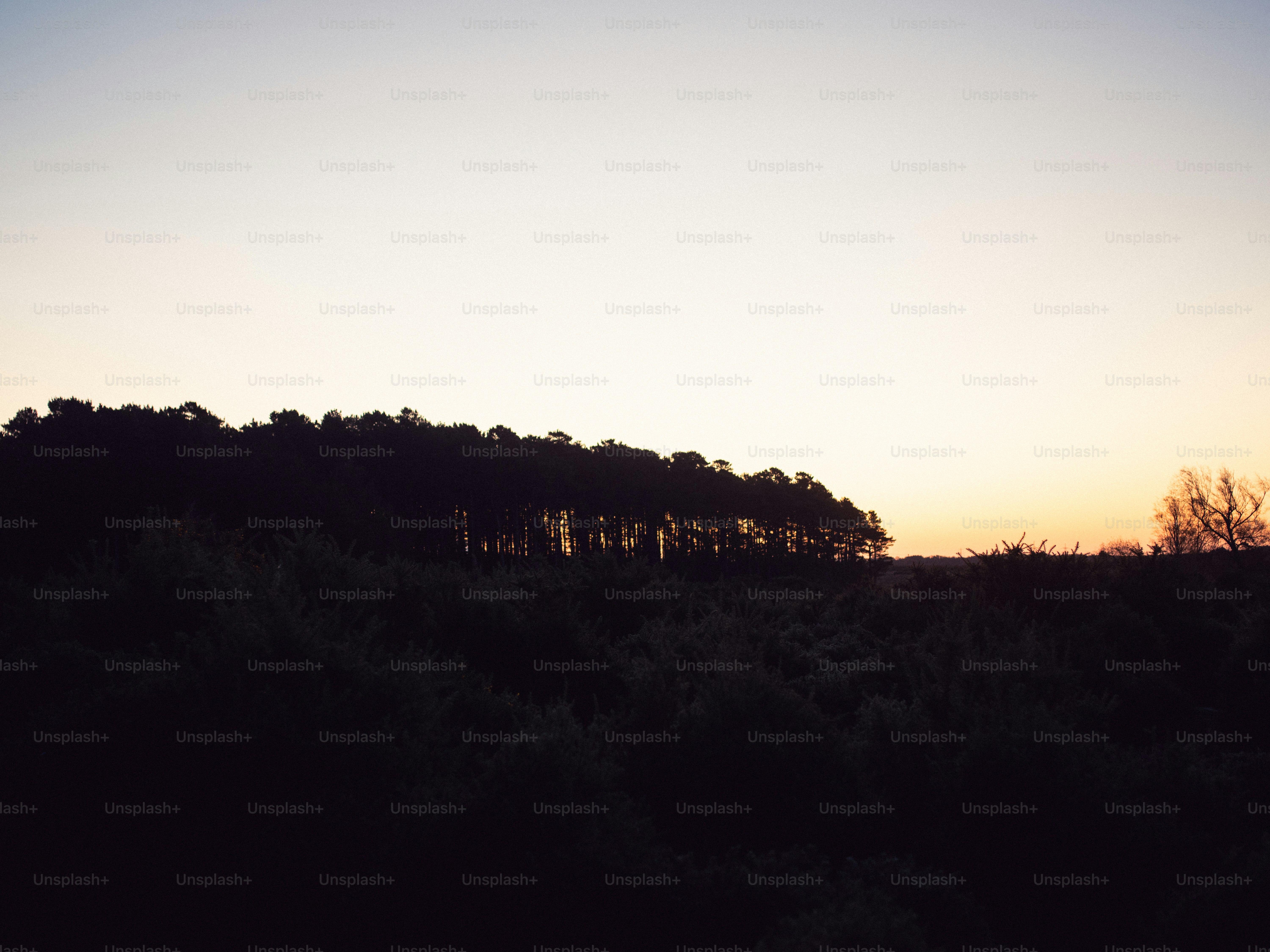 Silhouette of trees against a soft sunset sky