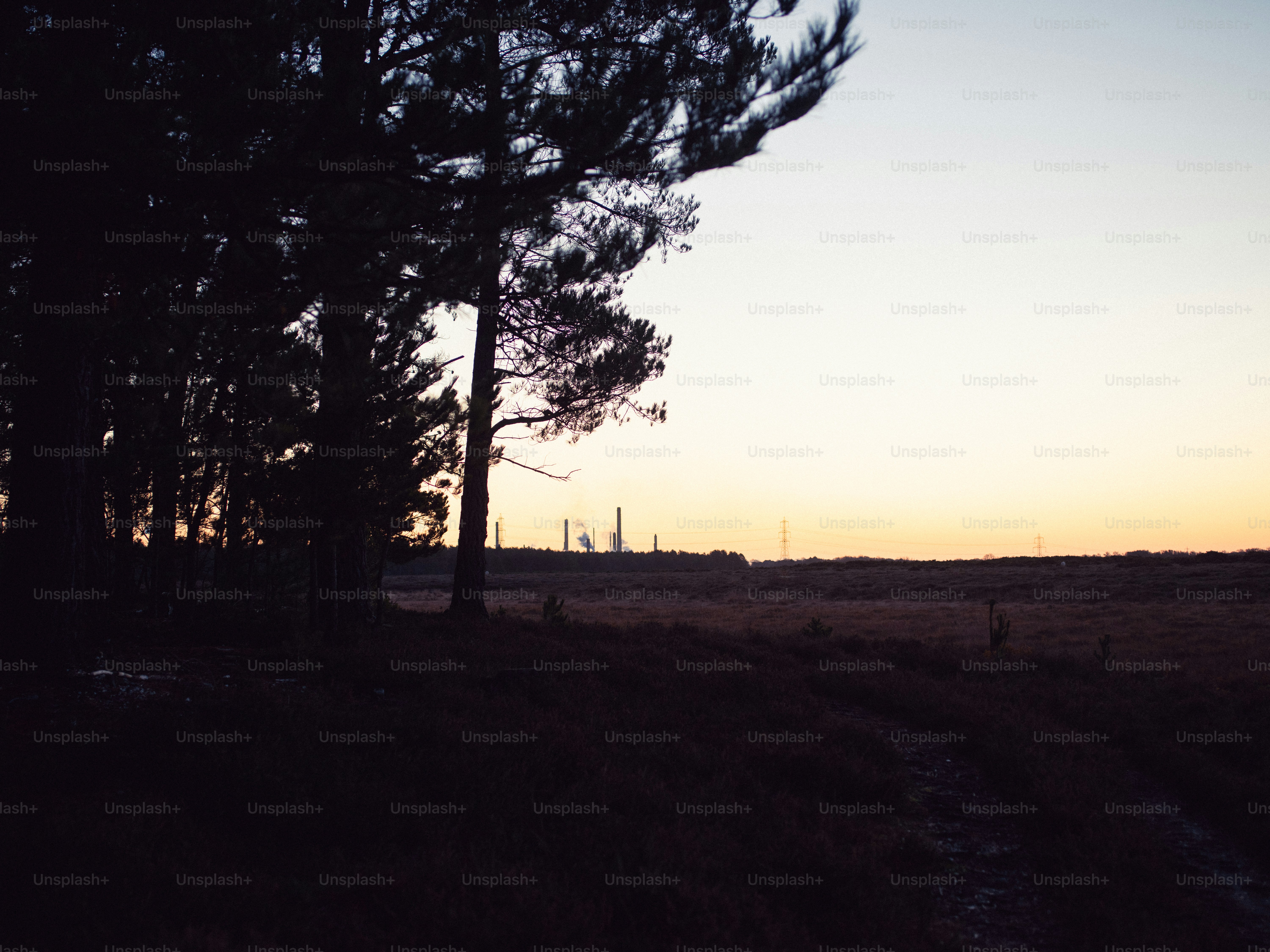 Silhouette of trees against a pale sunset sky.