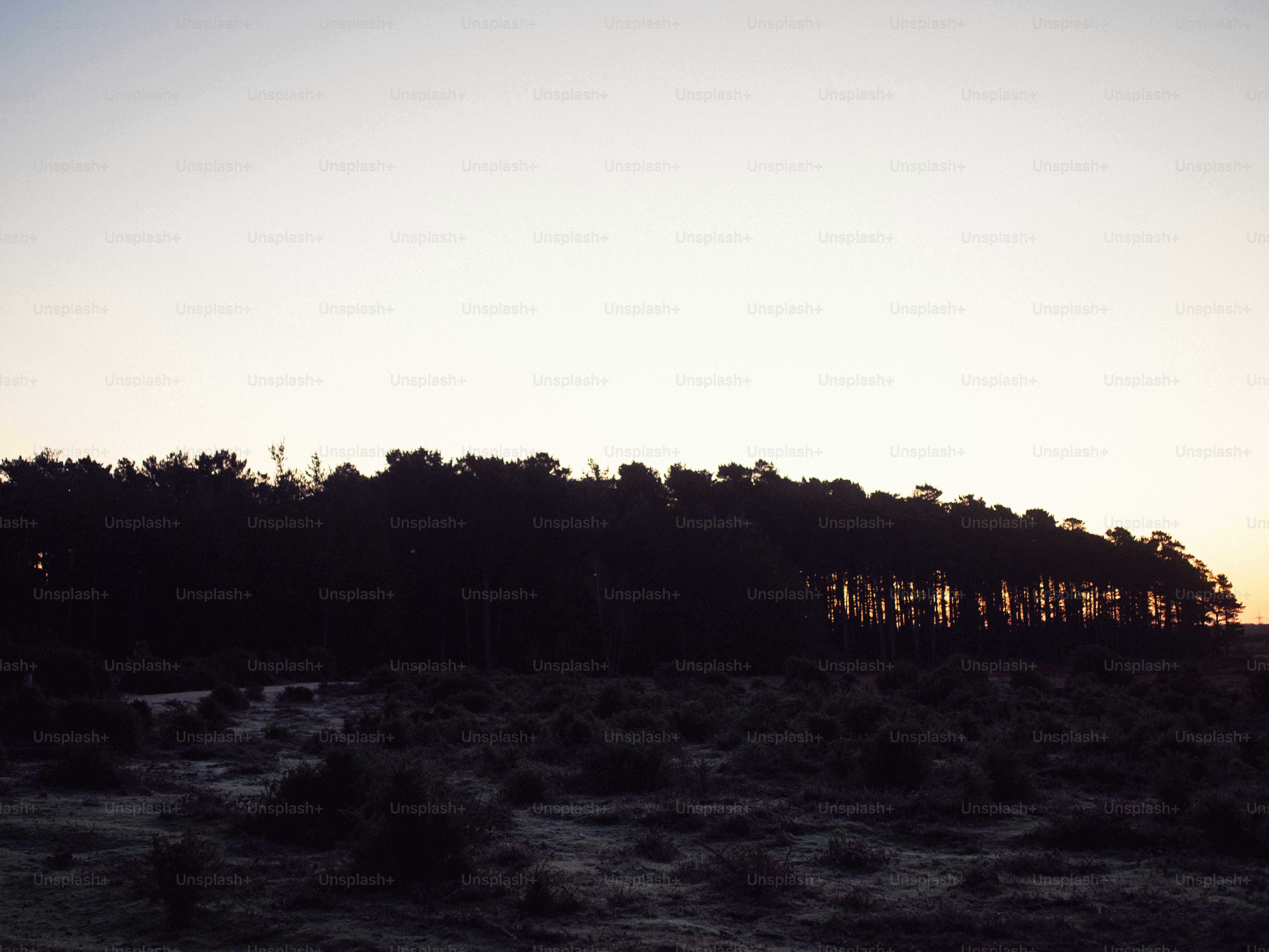 Silhouette of trees against a pale sunset sky