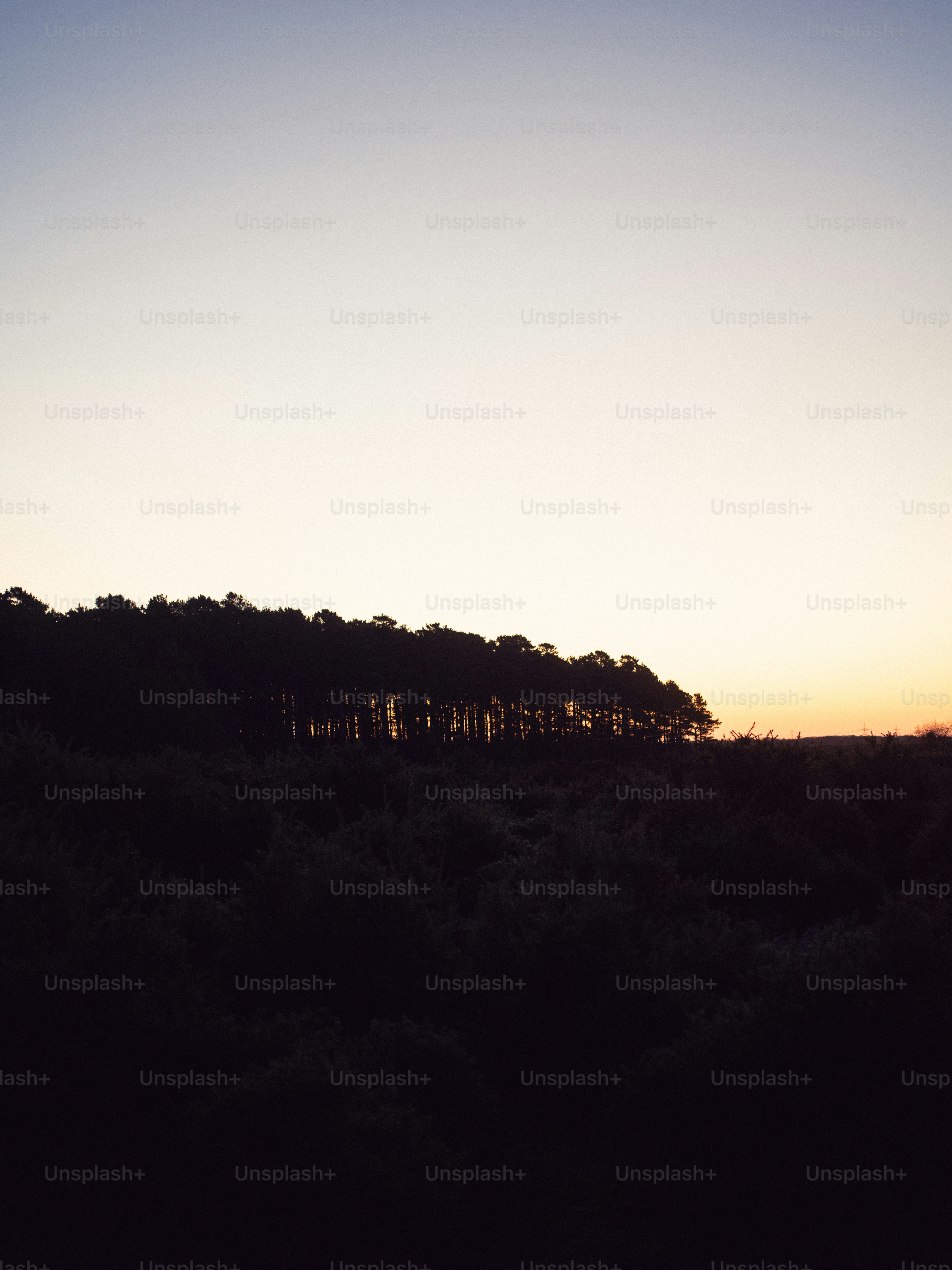 Silhouette of trees against a soft sunset sky