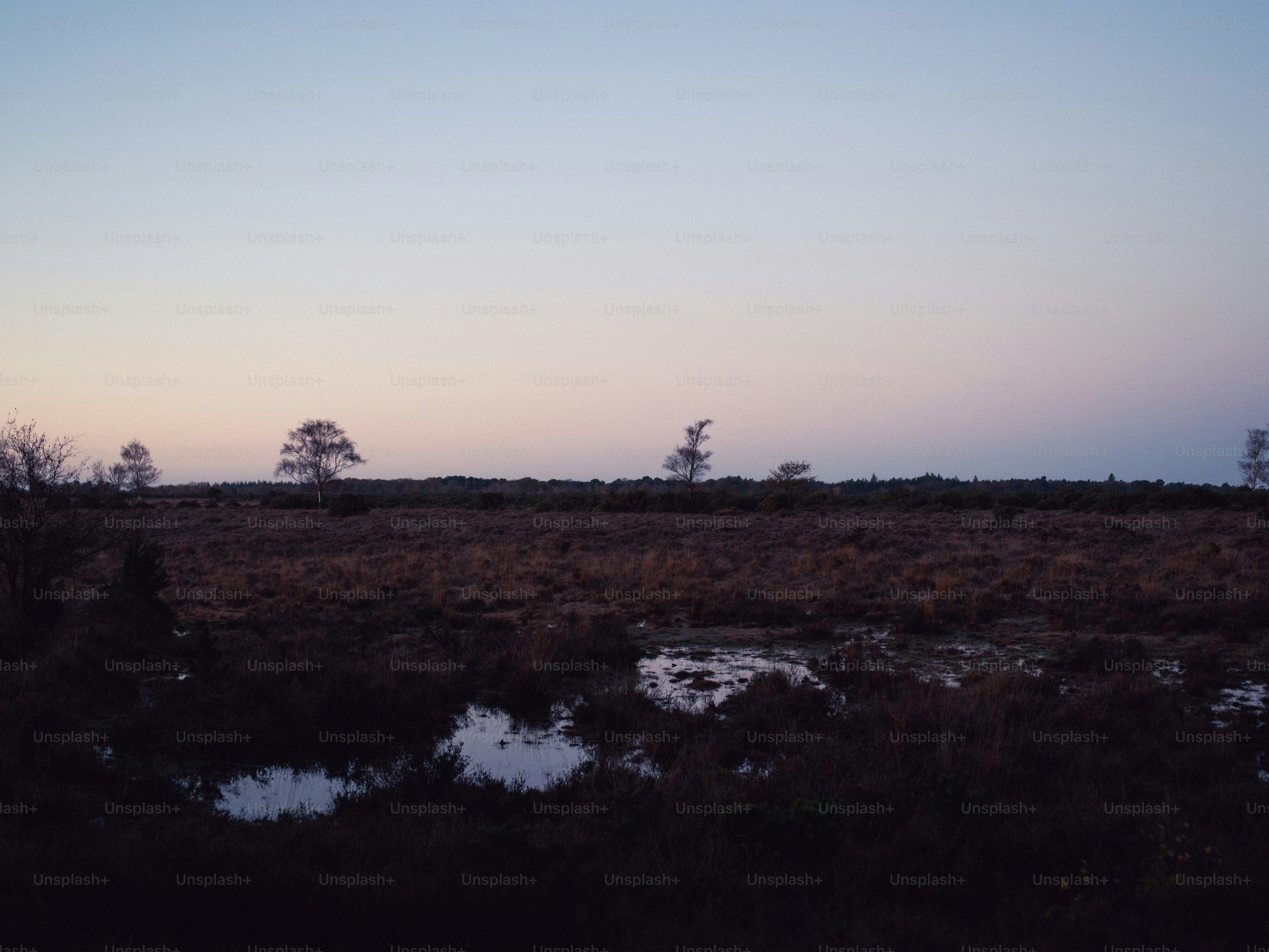 Twilight over a marshy landscape with silhouetted trees