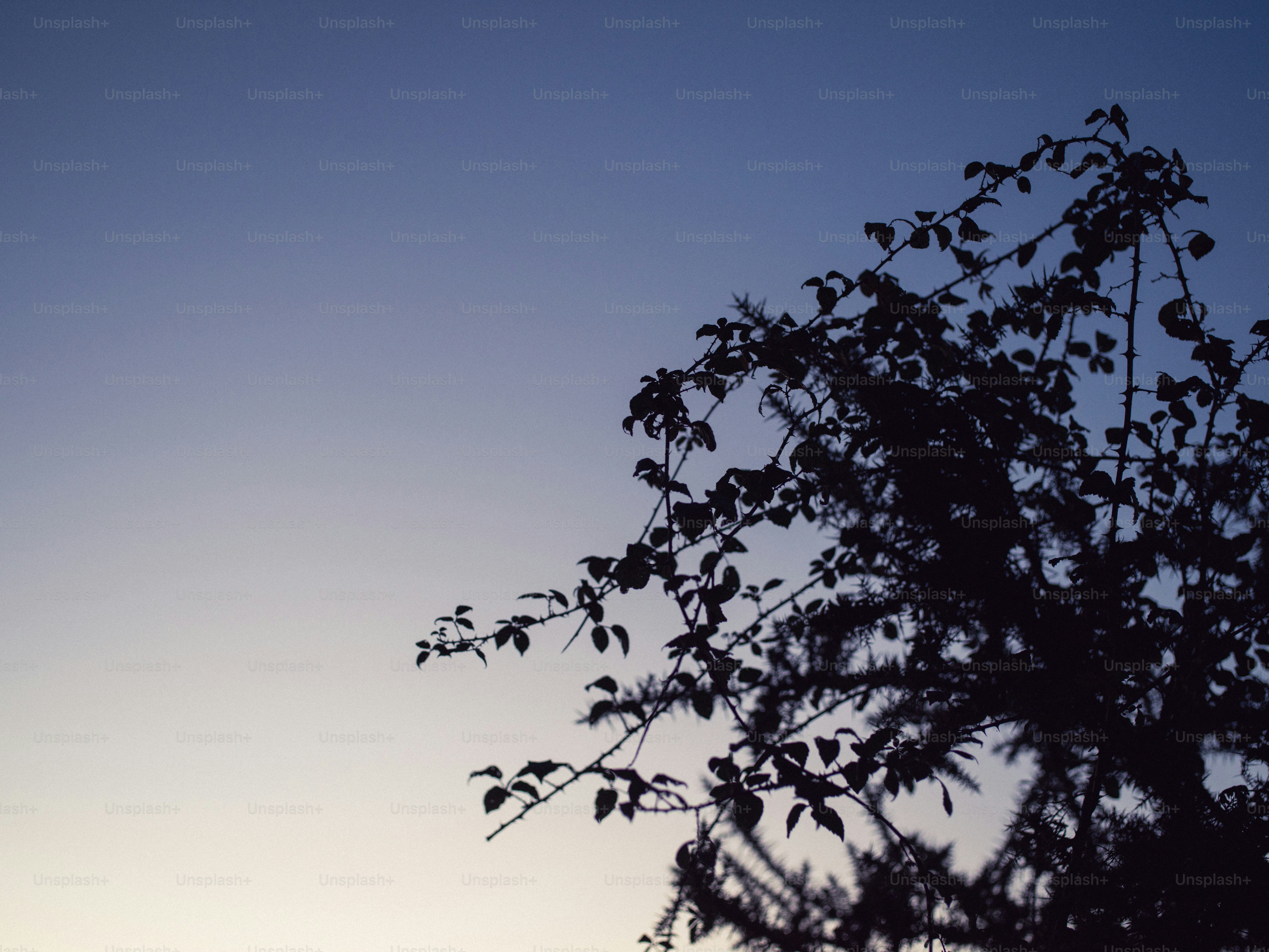 Silhouette of a tree against a twilight sky