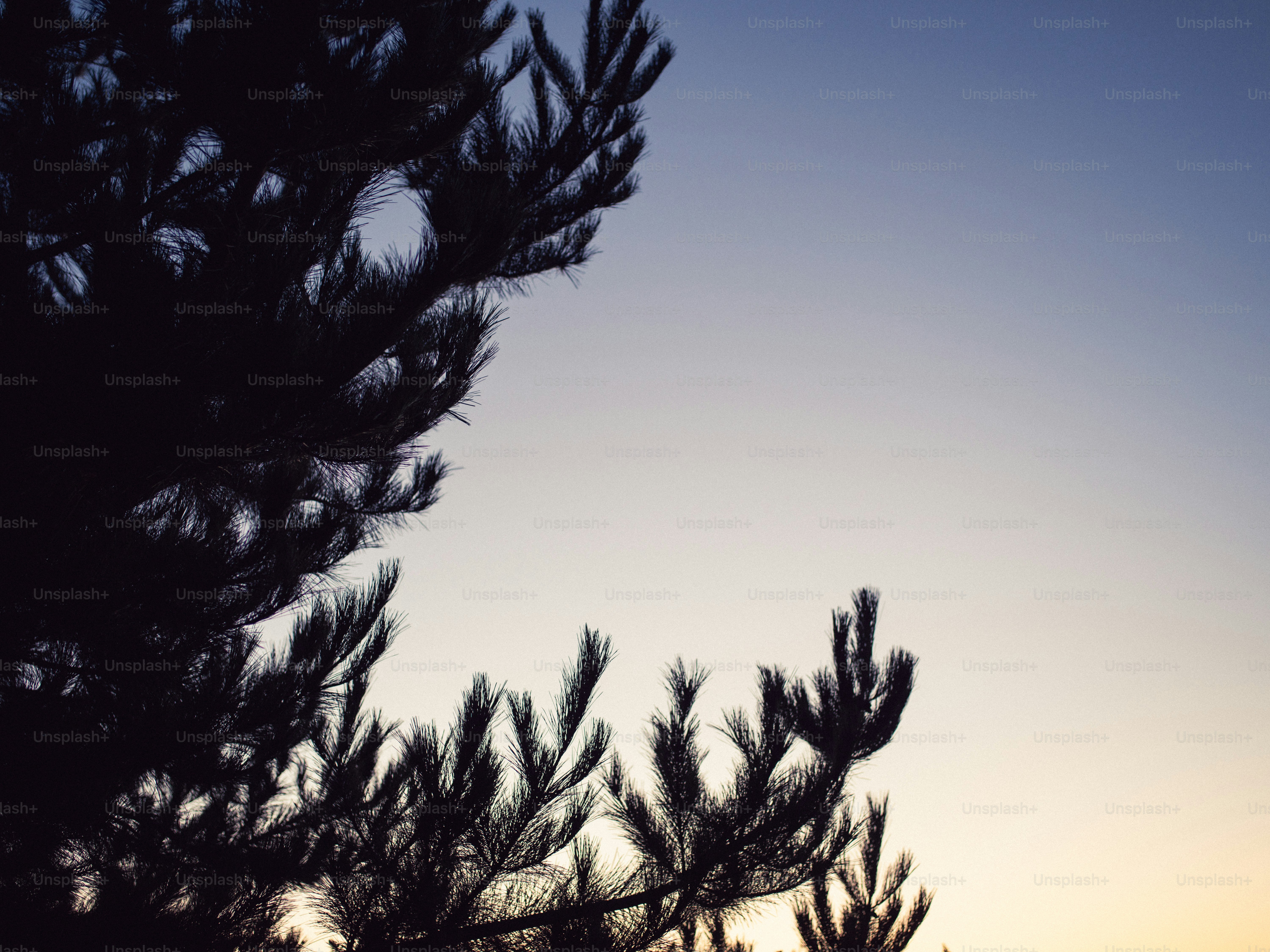 Silhouette of pine branches against a gradient sky