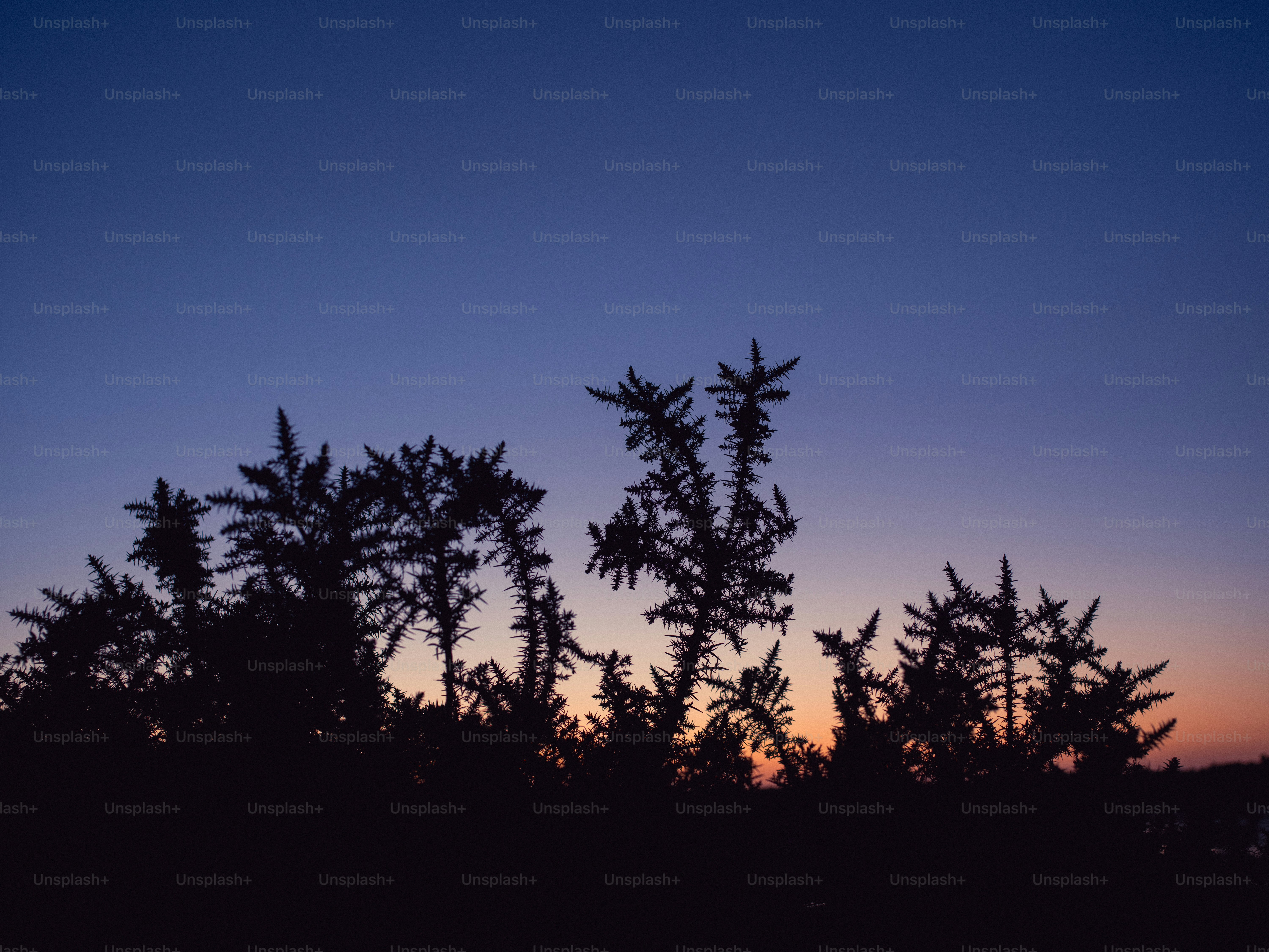 Silhouettes of plants against a twilight sky.
