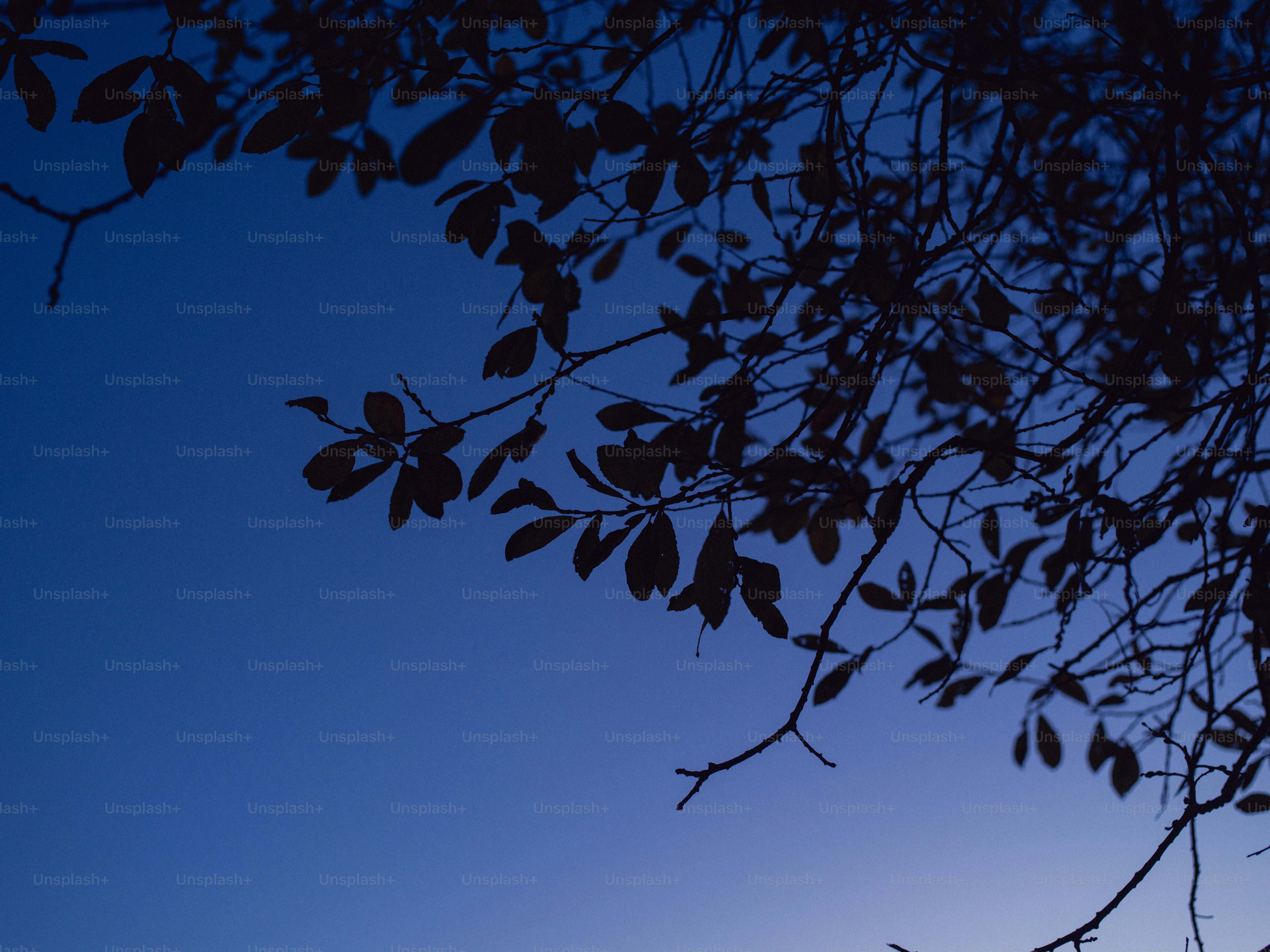 Silhouette of tree branches against a dark blue sky.