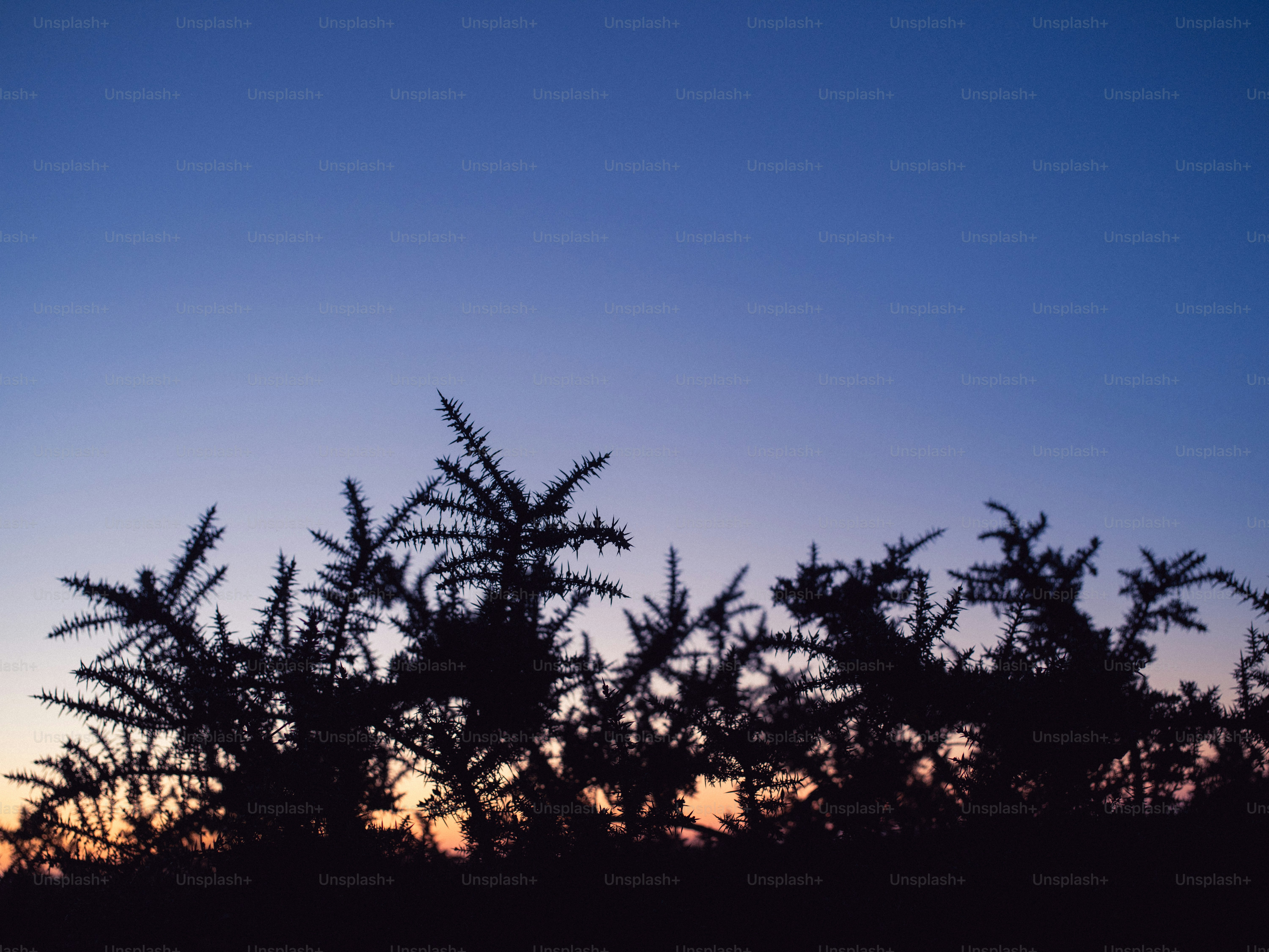 Silhouette of thorny plants against a twilight sky