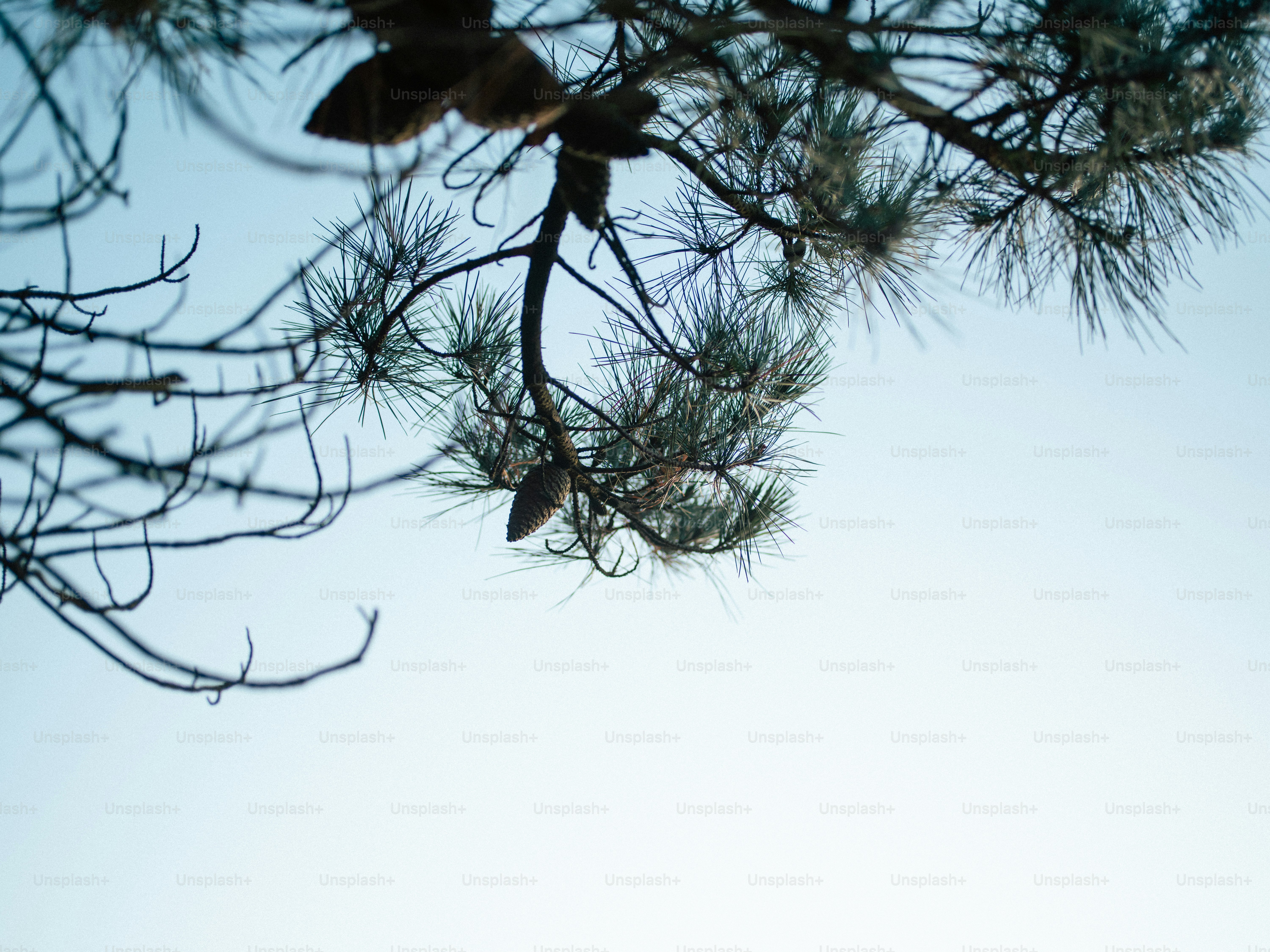 Pine tree branches against a clear sky