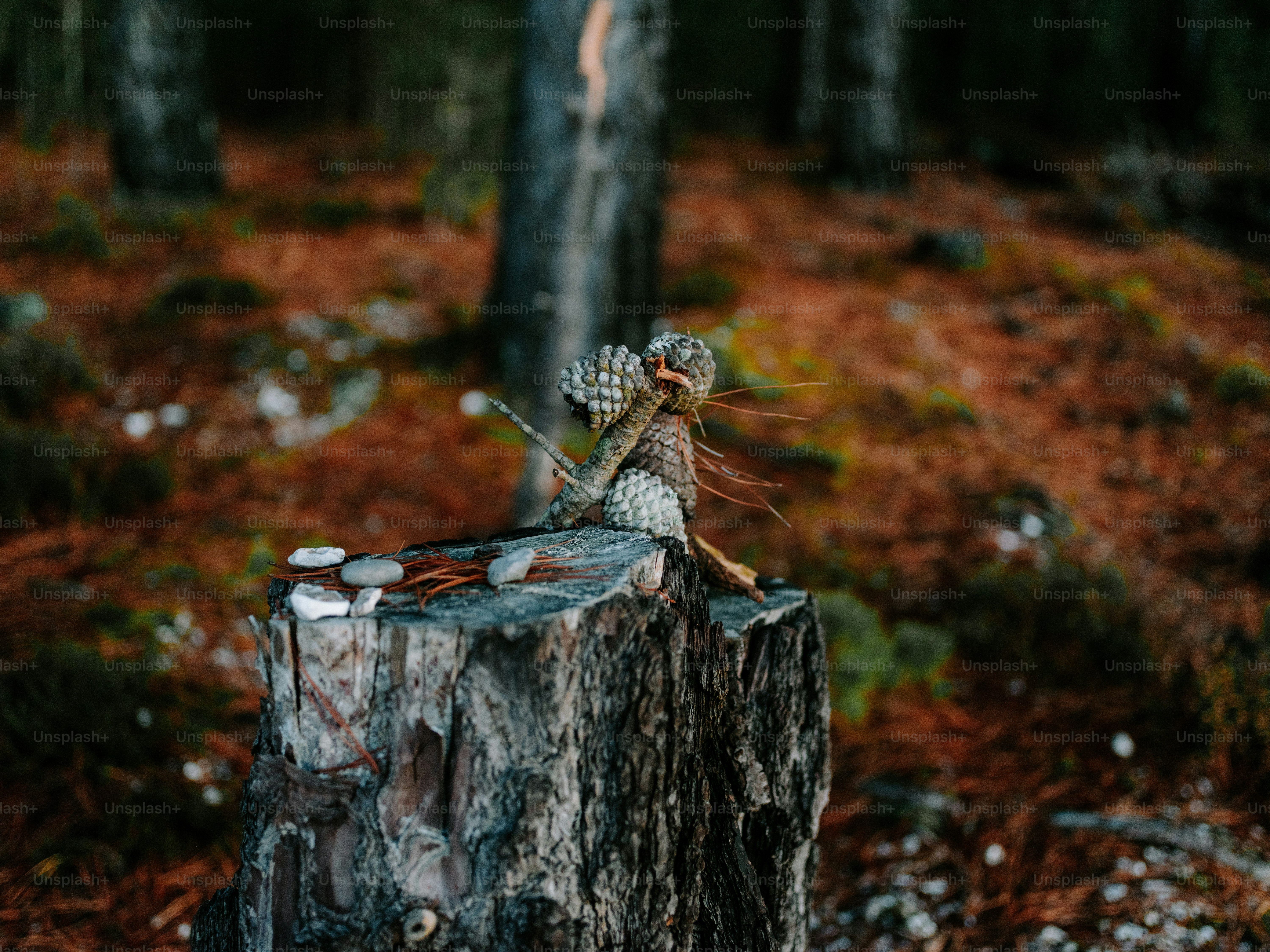 Tiny fairy figurine on a tree stump in forest.