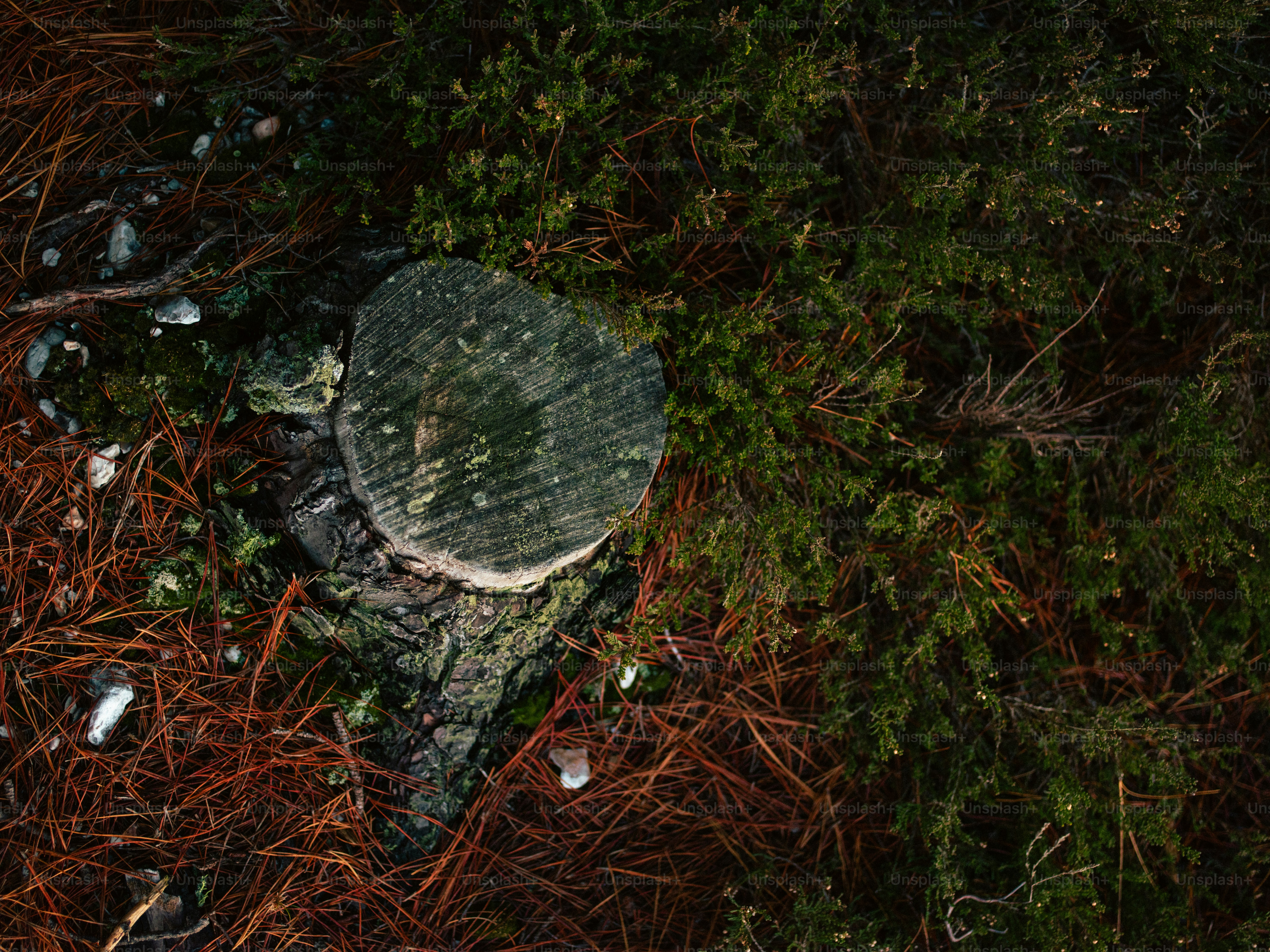 A moss-covered tree stump surrounded by pine needles.