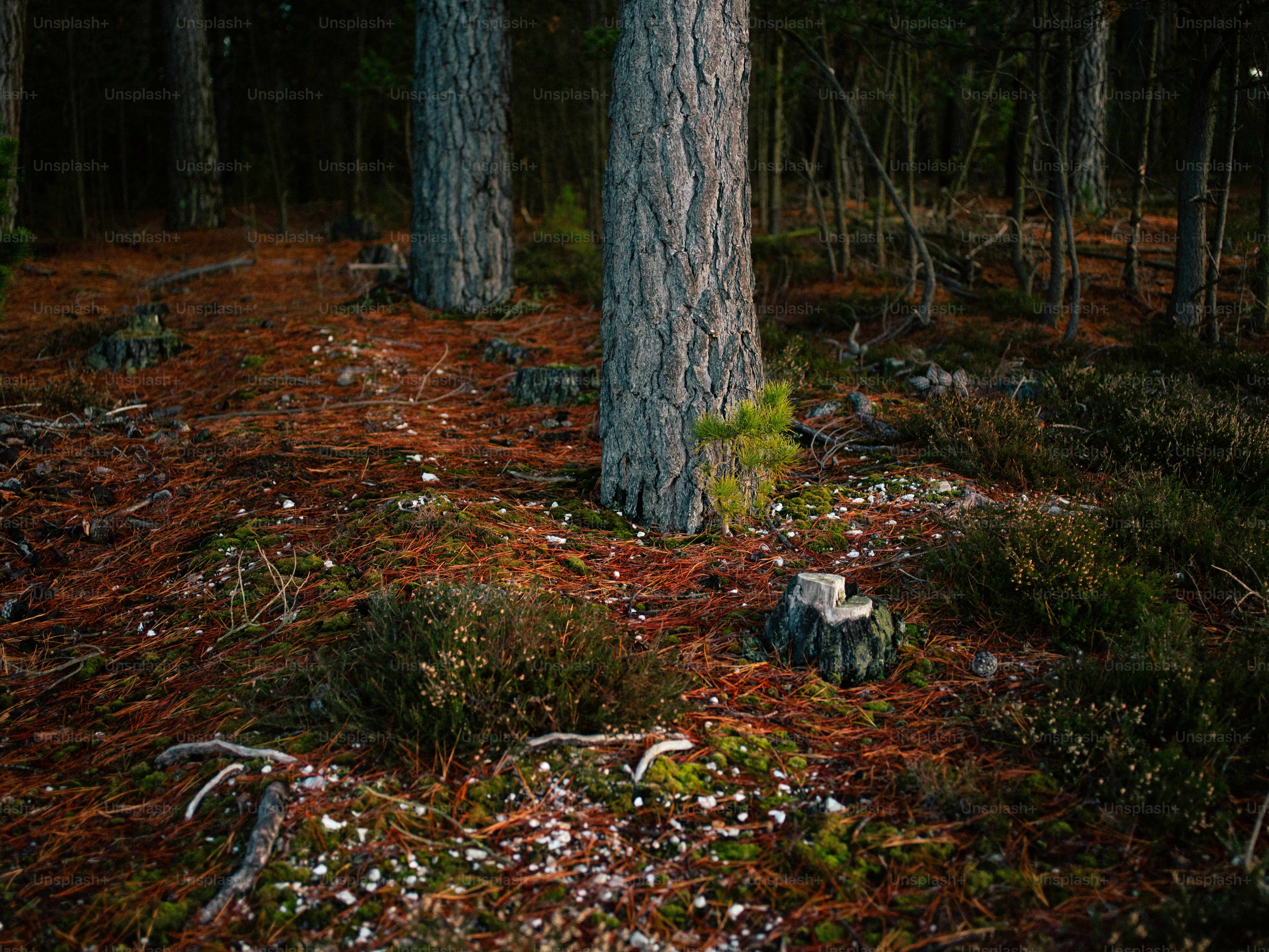 Pine forest floor covered in needles and small plants.