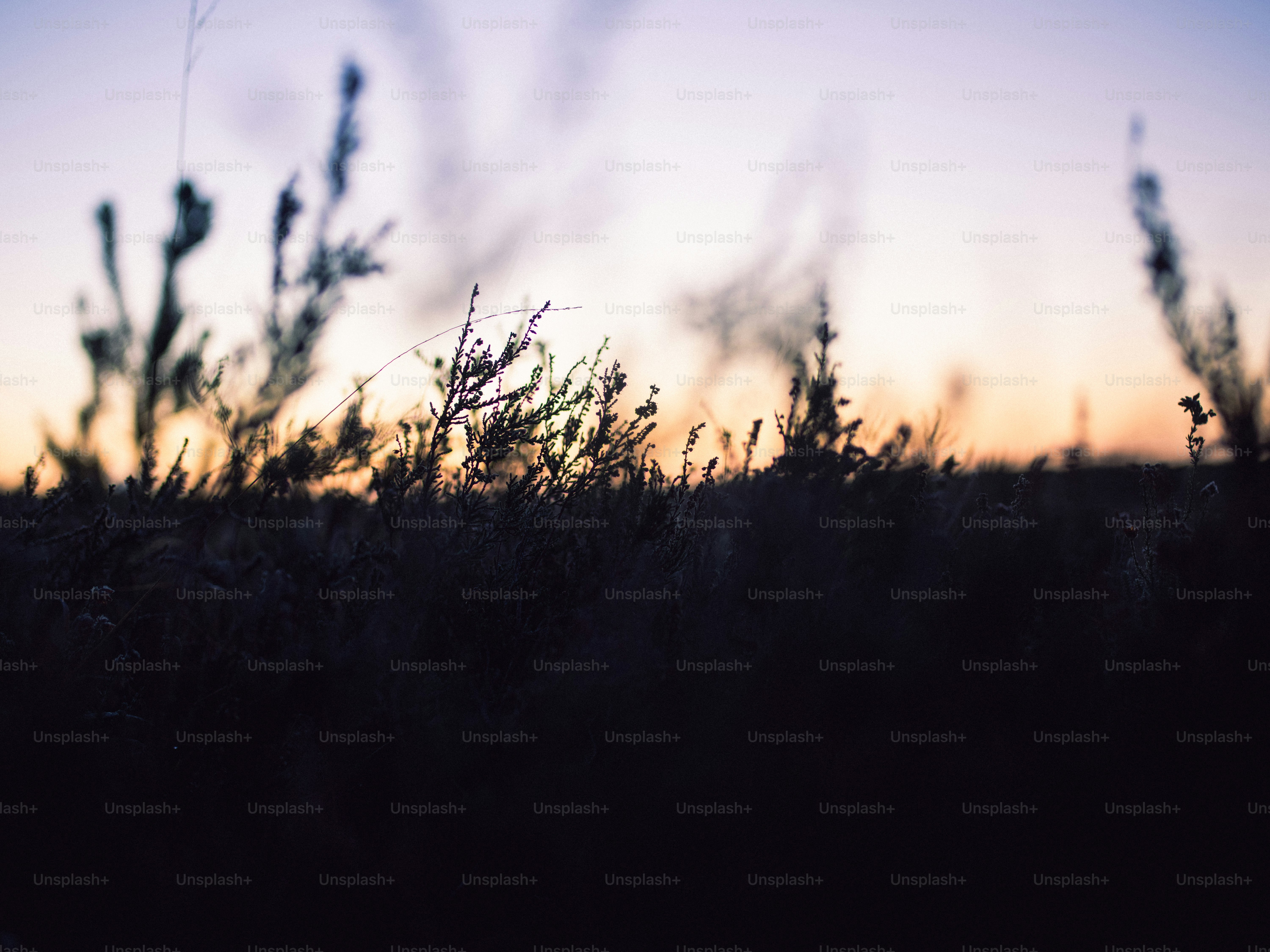 Silhouettes of plants against a soft sunset sky
