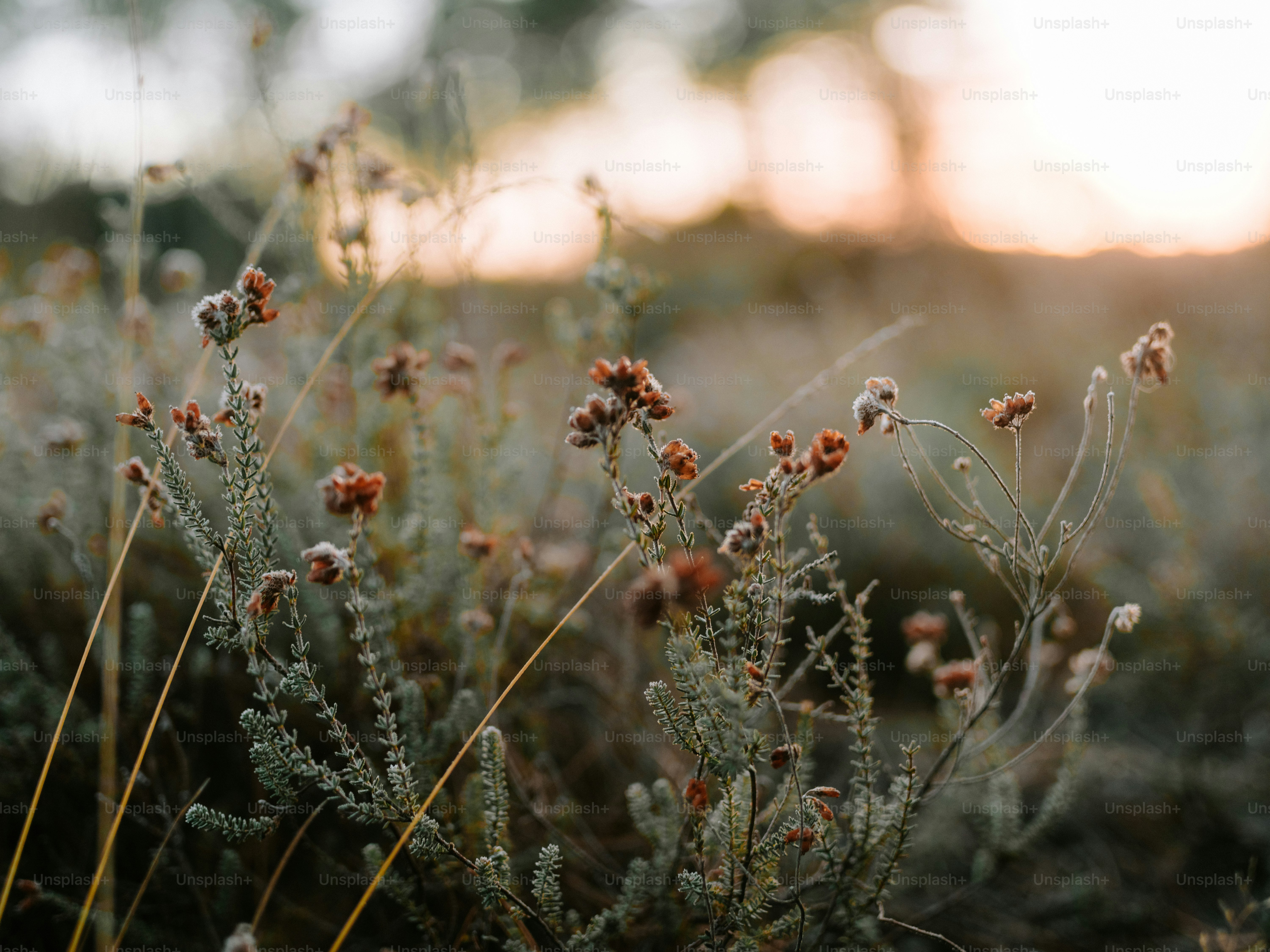 Wildflowers bloom in soft sunset light photo – Winter Image on Unsplash