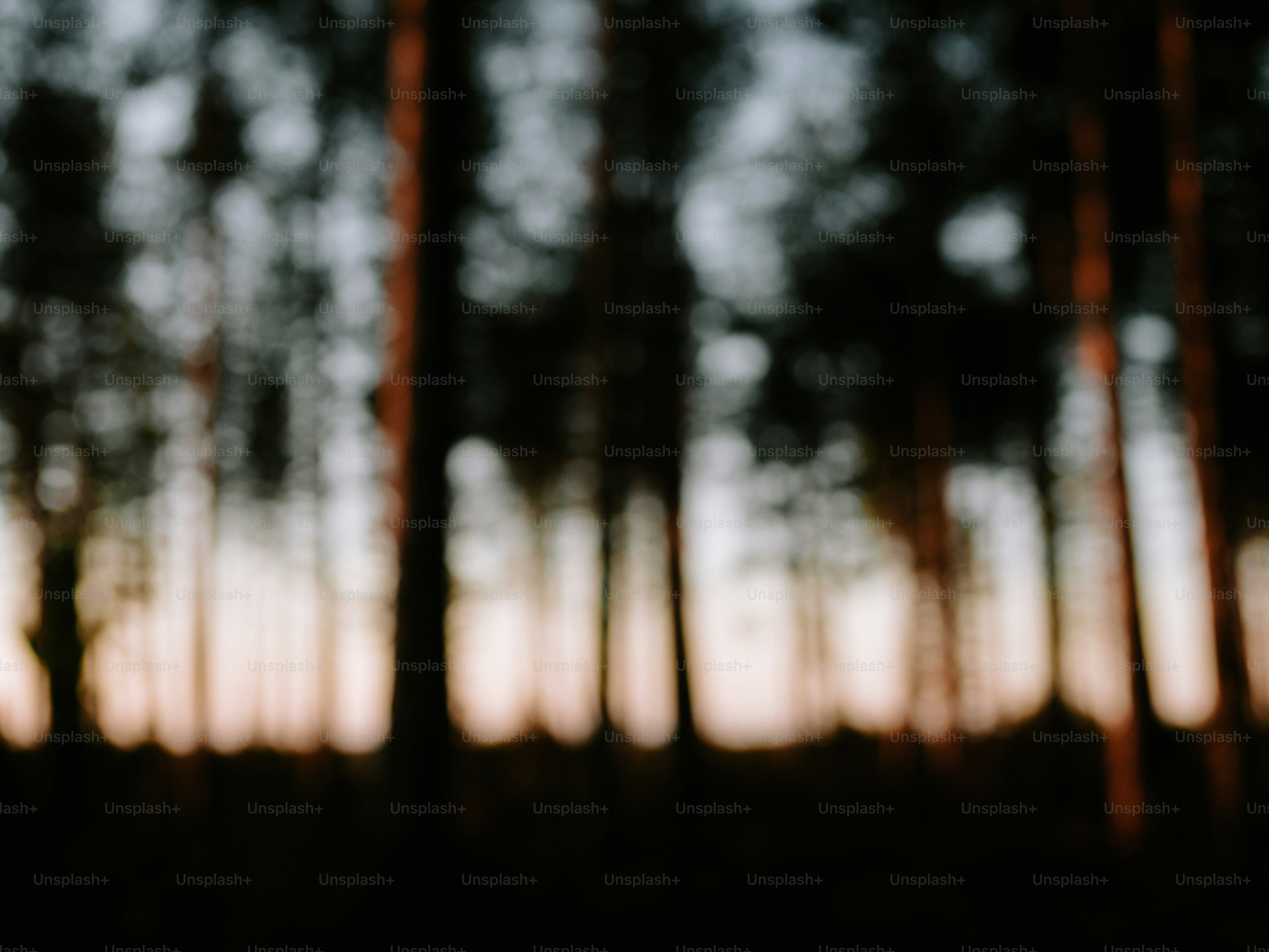 Blurred forest trees at sunset