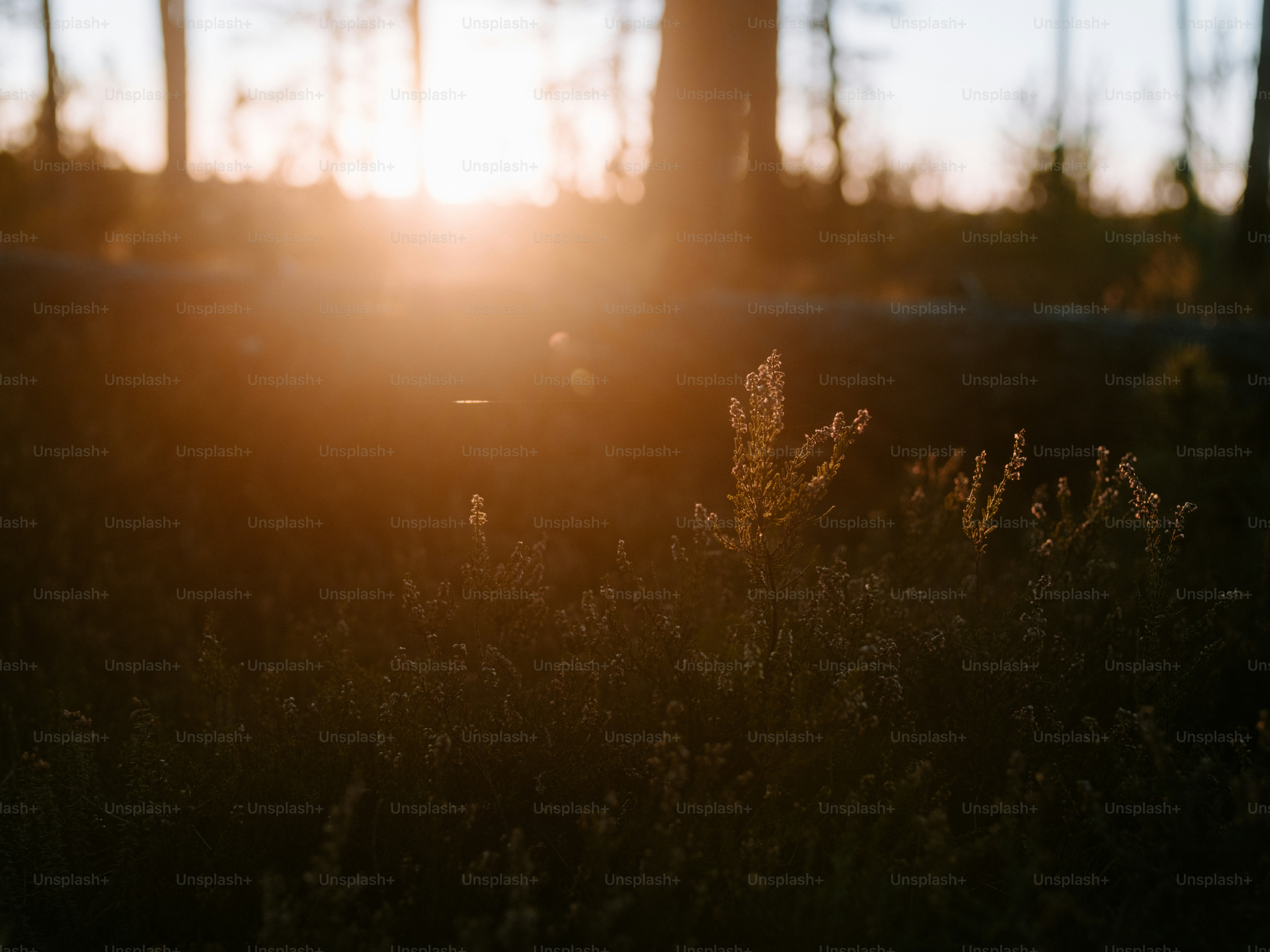 Sunset filtering through trees in a forest