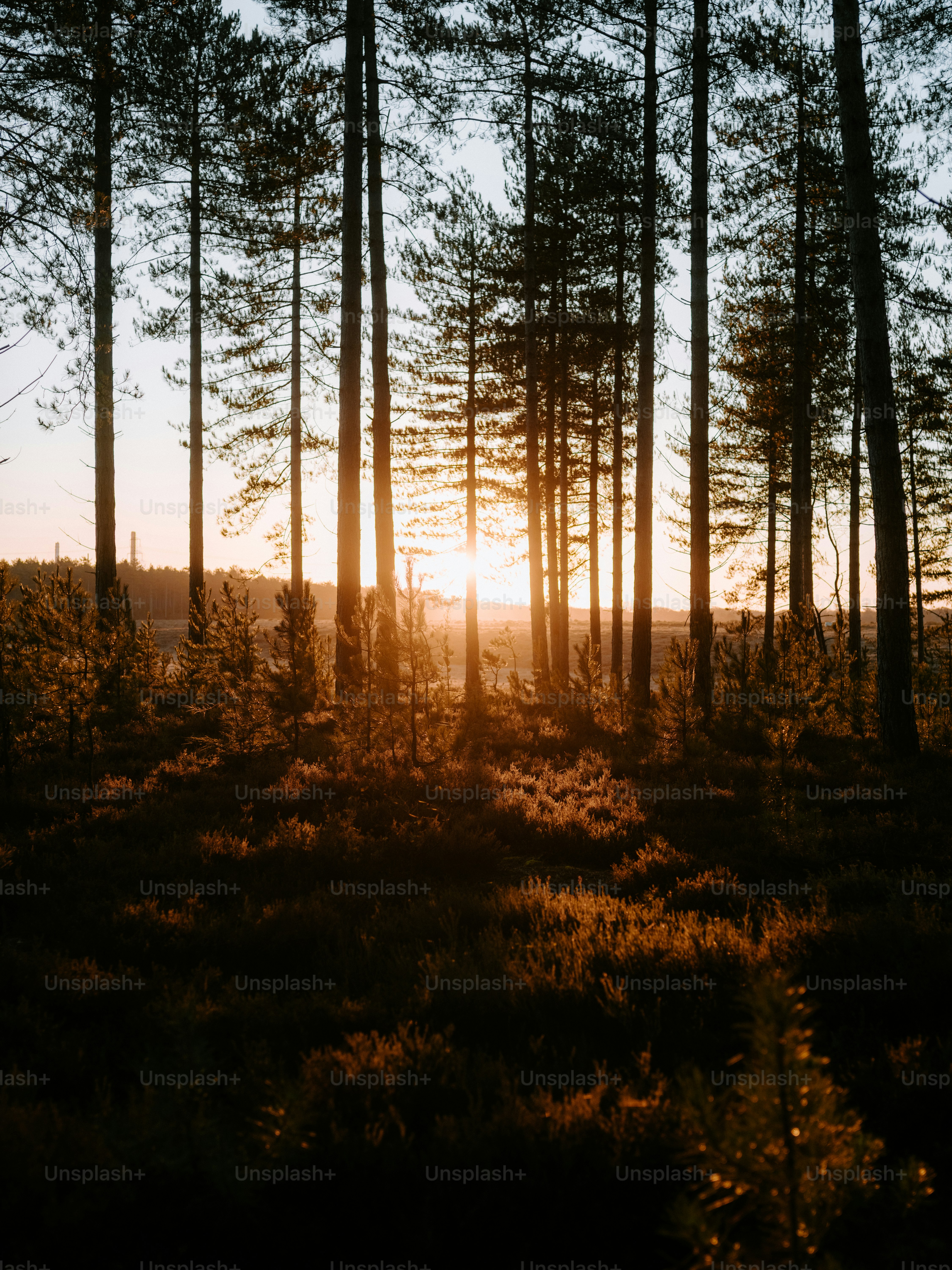 Sunlight filters through tall trees in a forest.