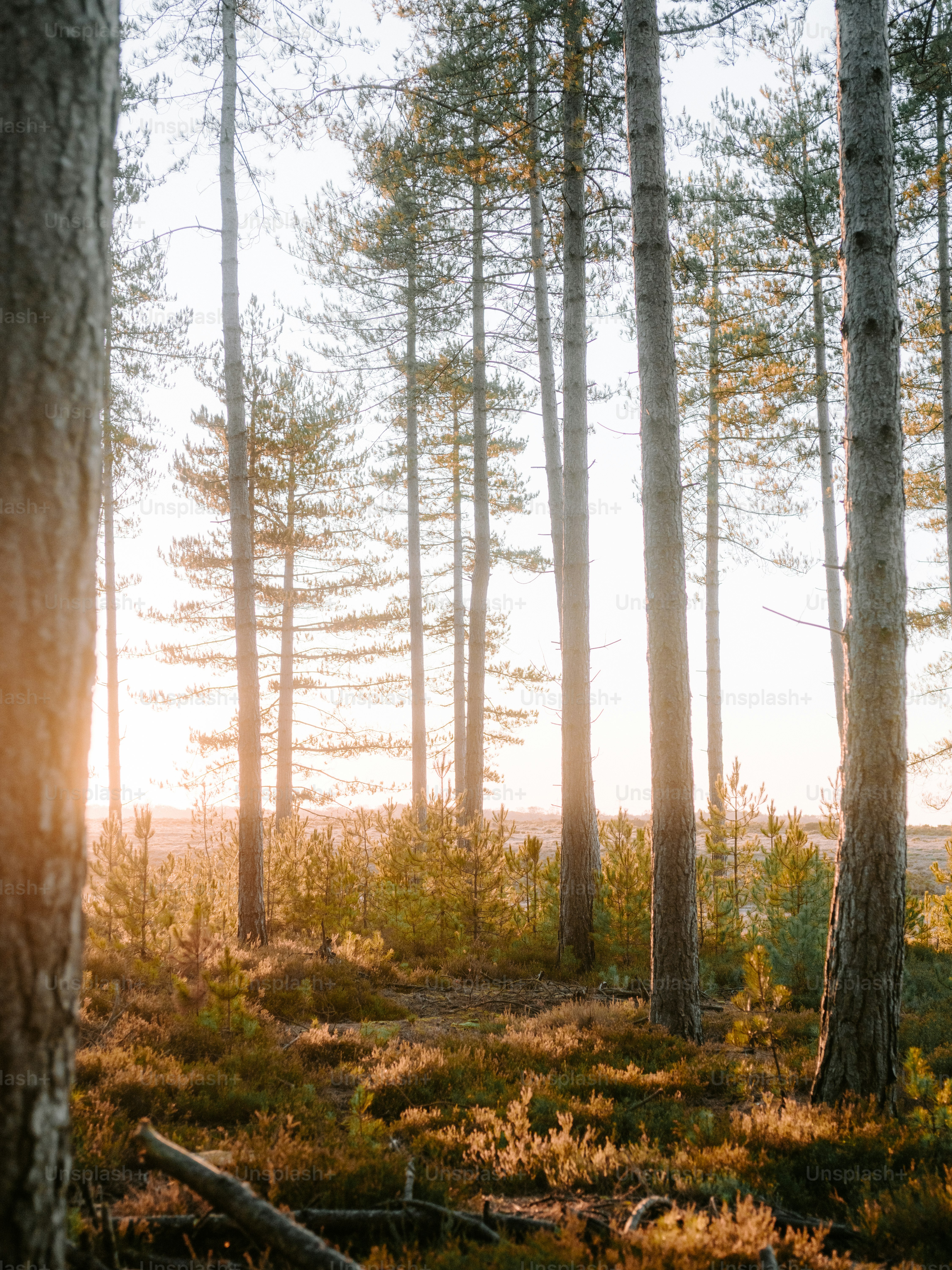 Tall pine trees in a sun-drenched forest clearing photo – Winter Image ...