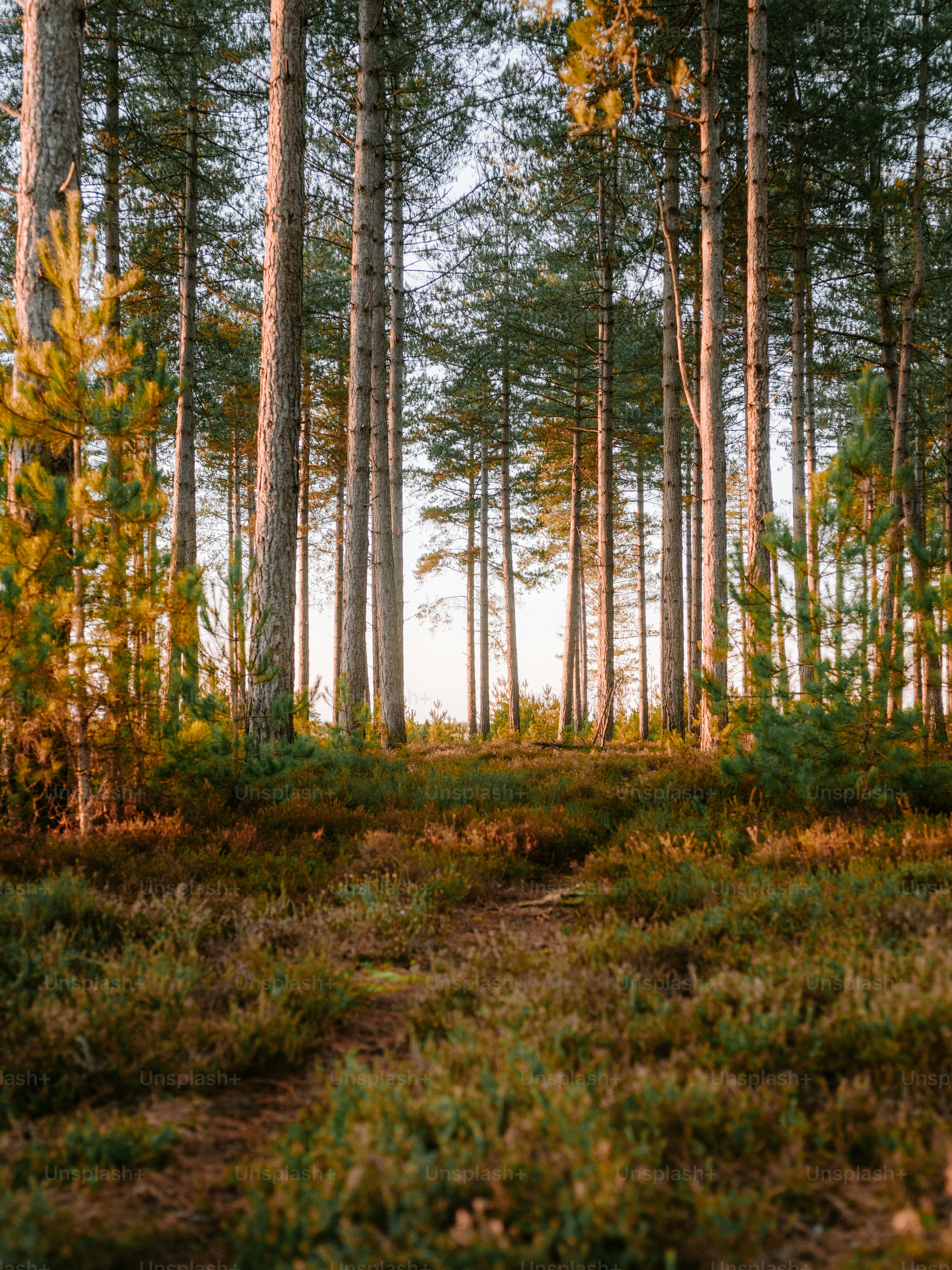 Tall pine trees in a sunlit forest clearing photo – Countryside Image ...