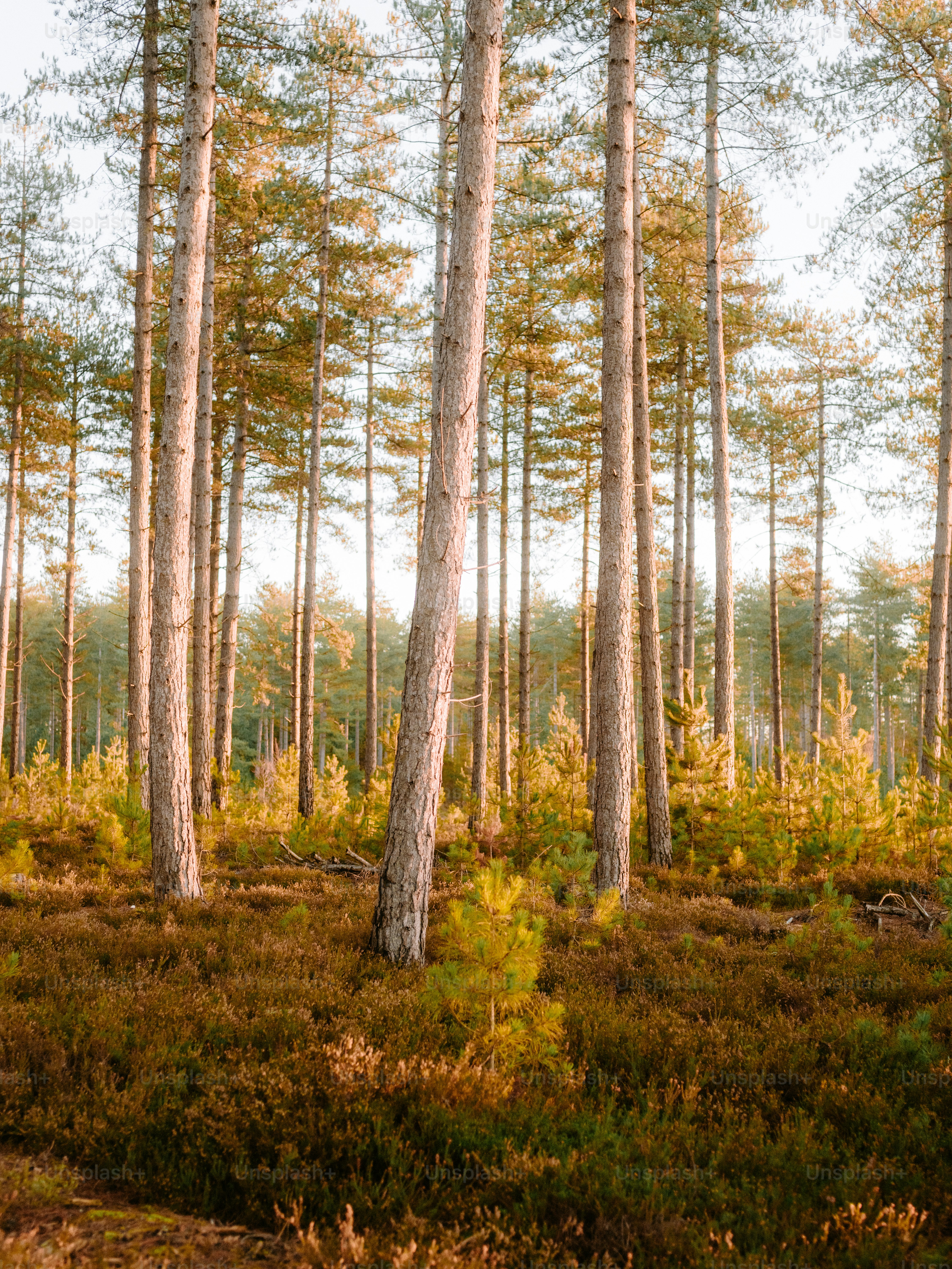 Tall pine trees in a sunlit forest clearing photo – Countryside Image ...