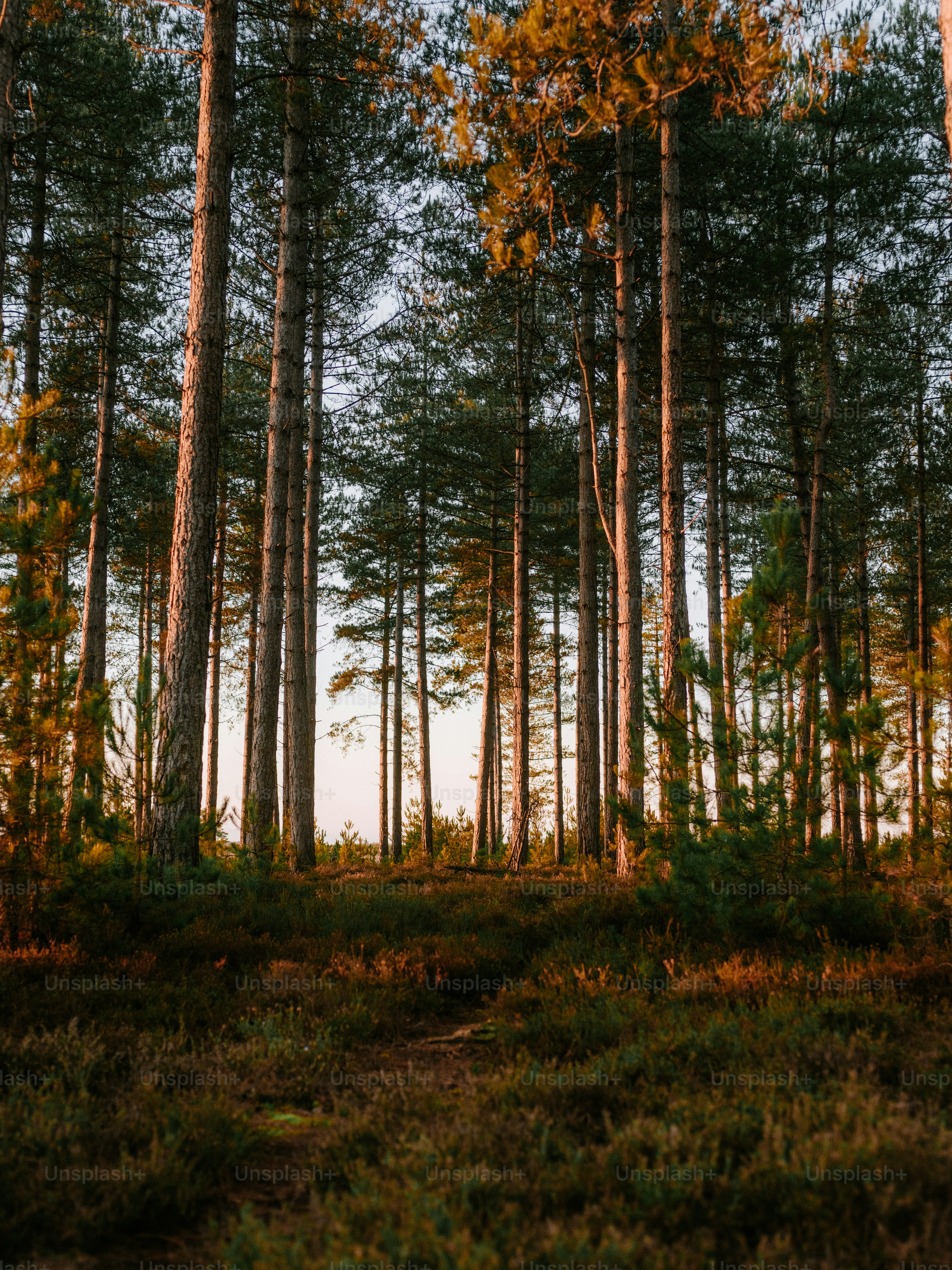 Tall pine trees in a forest at sunset photo – Image on Unsplash