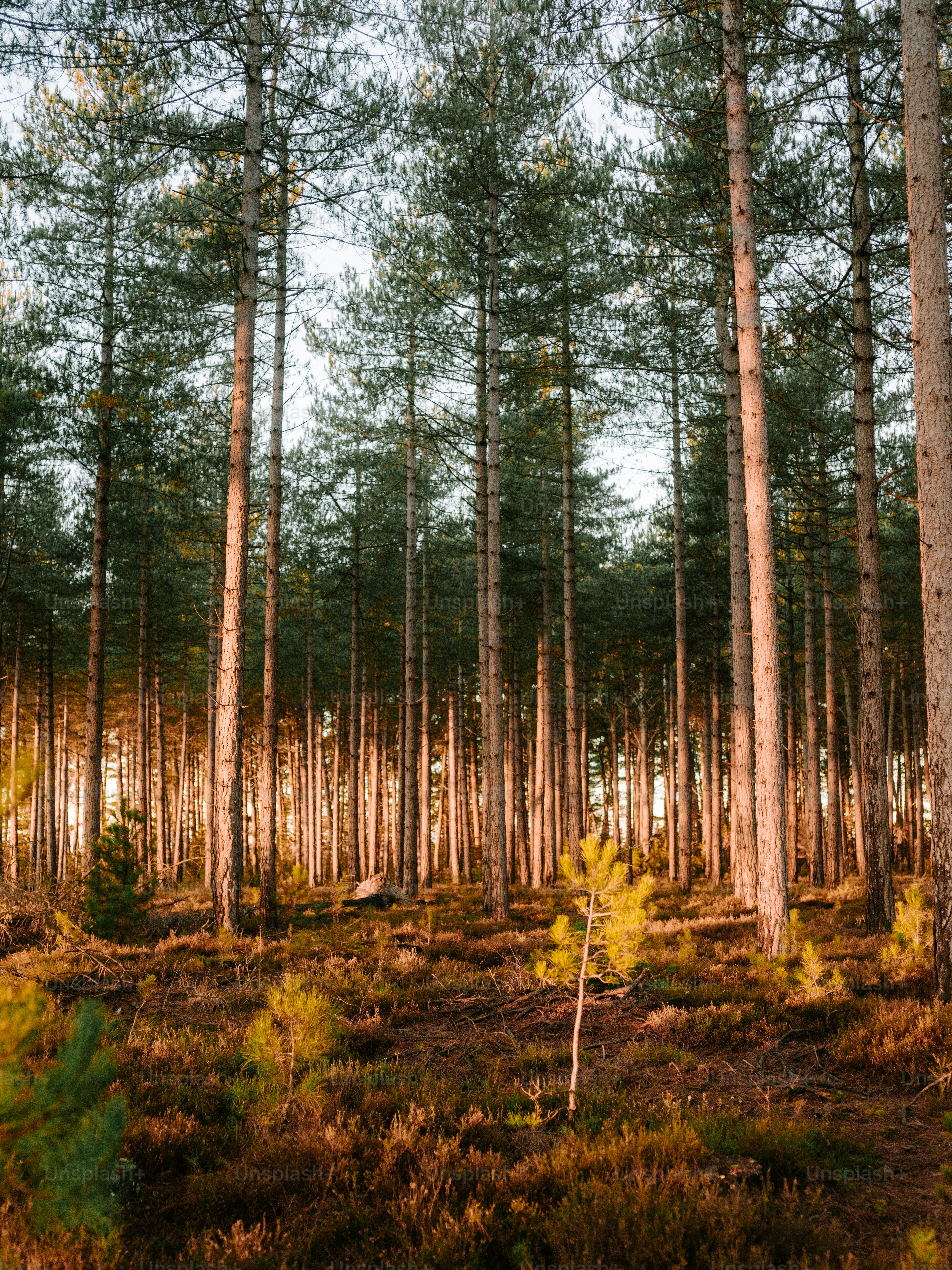 Tall pine trees in a sunlit forest clearing. photo – Winter Image on ...