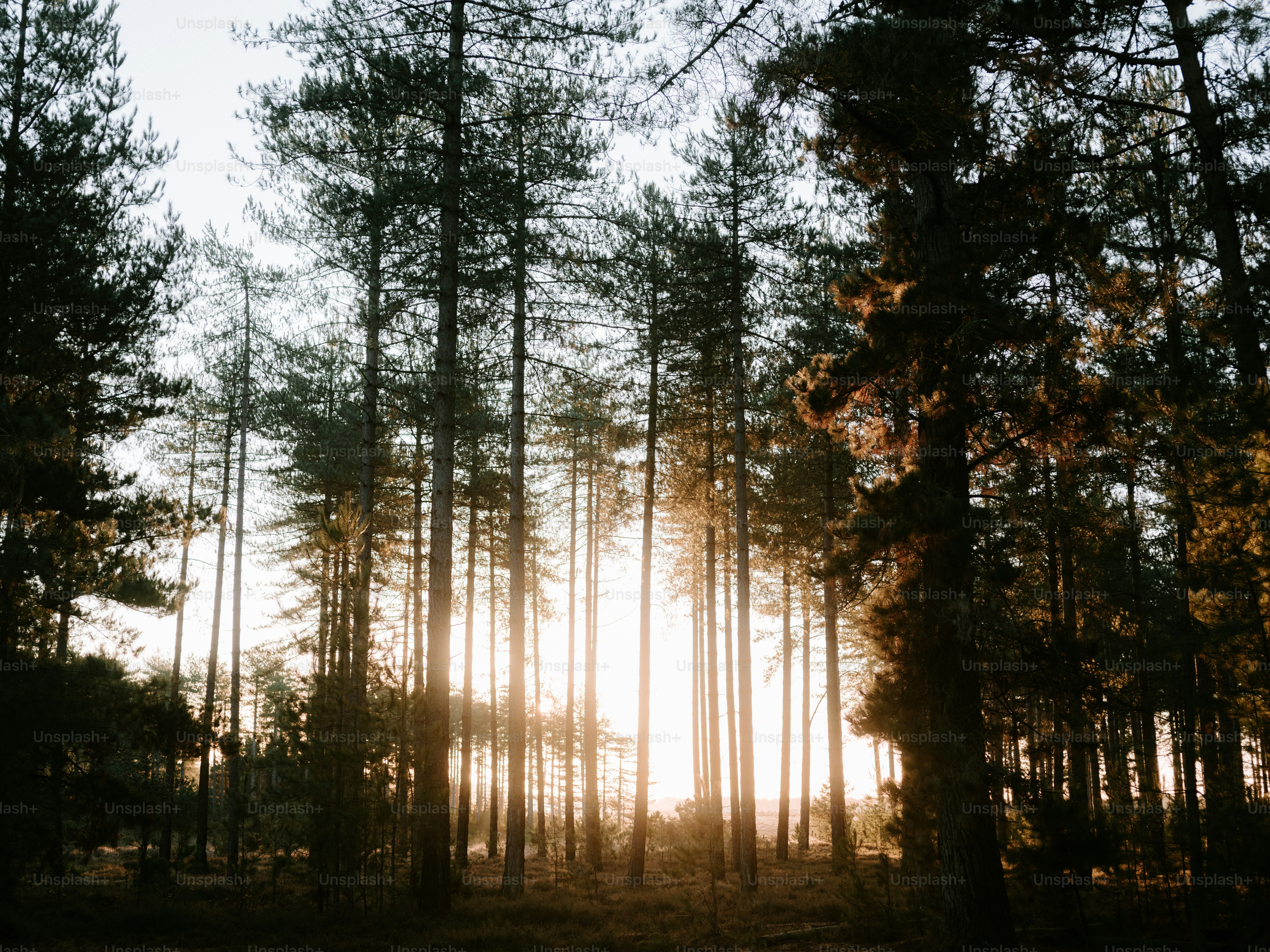 Sunlight streams through tall pine trees in a forest. photo – Image on ...