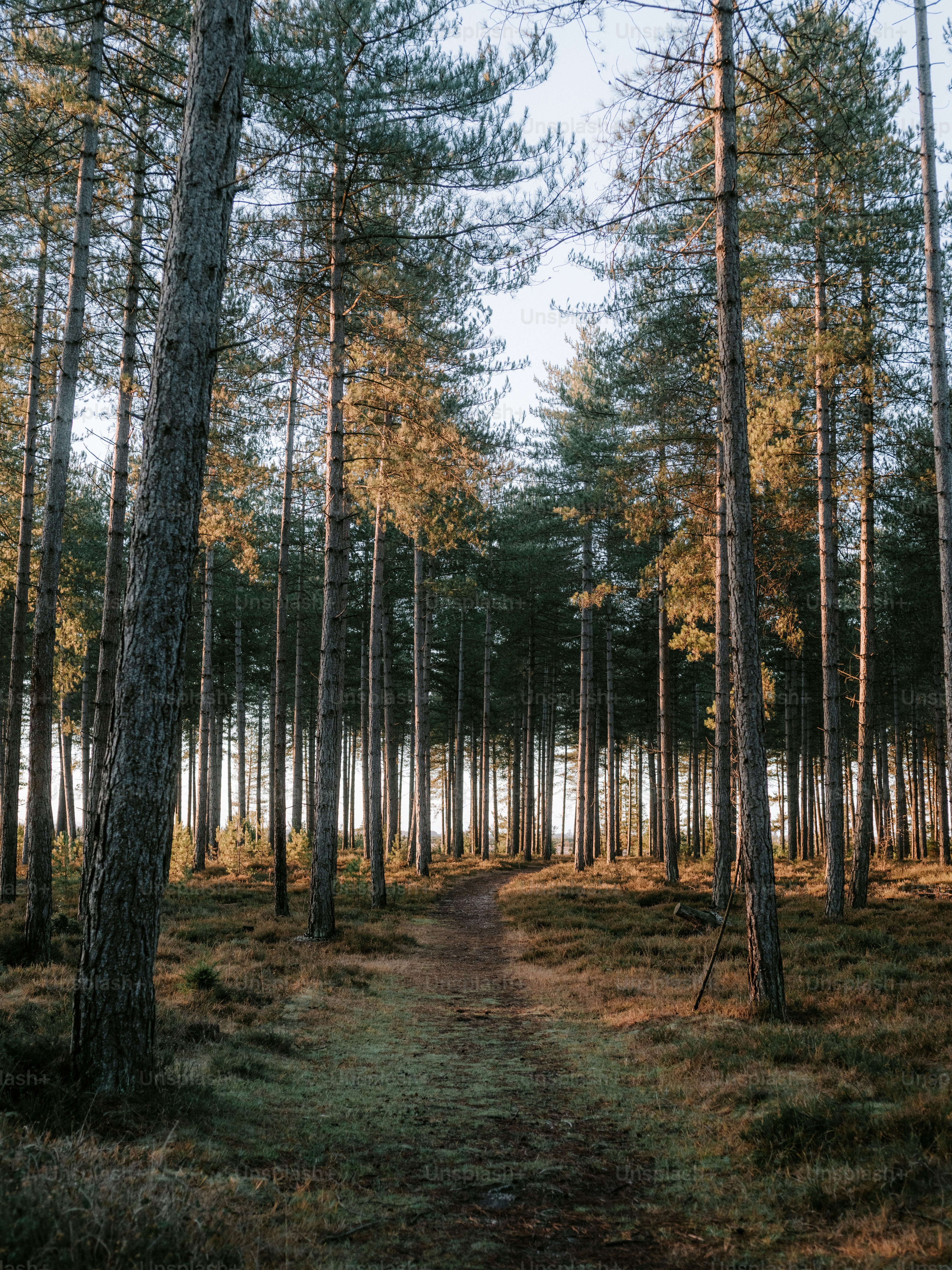 A path through a sunlit pine forest photo – Winter Image on Unsplash
