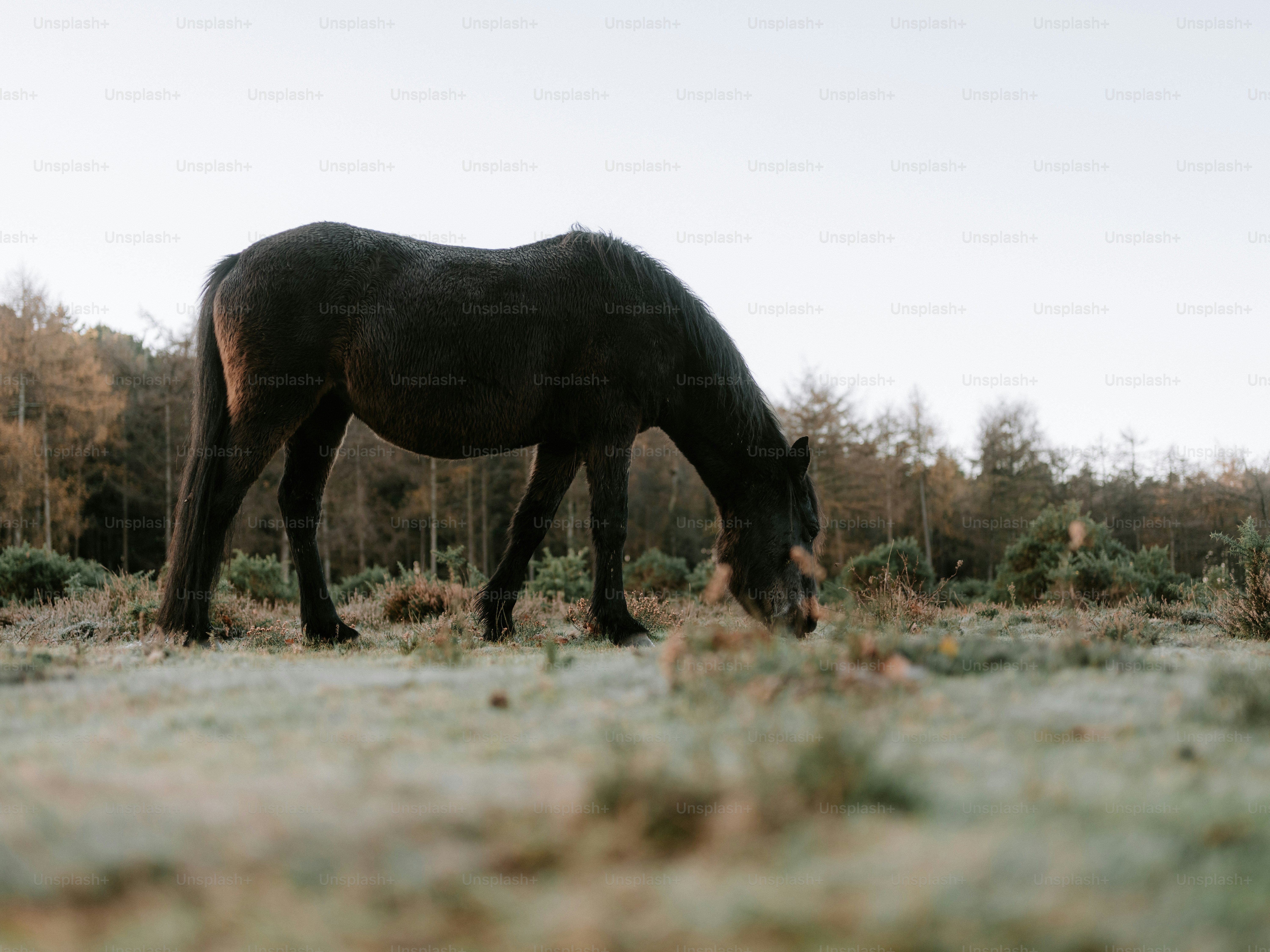 A dark horse grazes in a frosty field.
