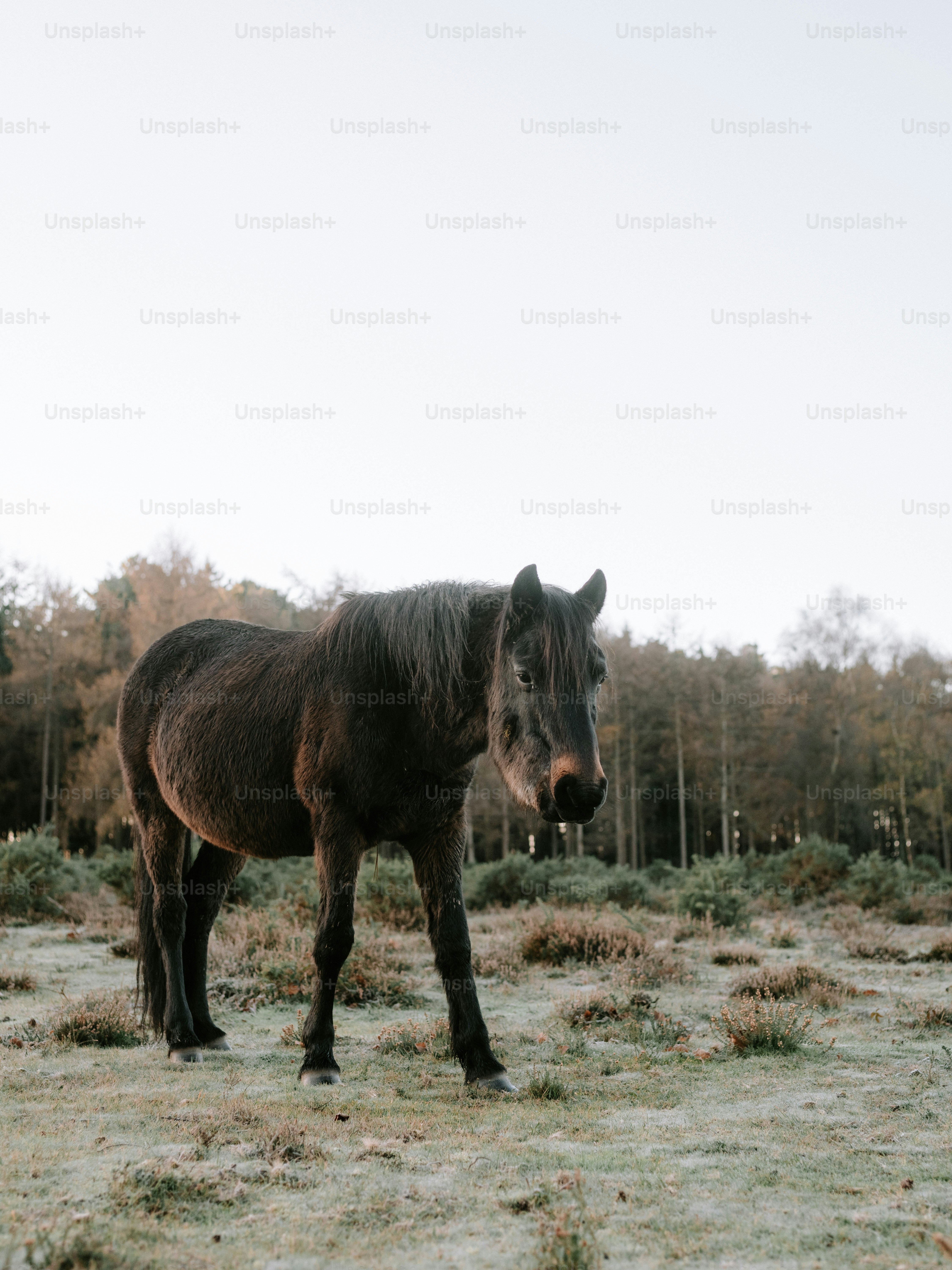 A dark horse stands in a frosty field.