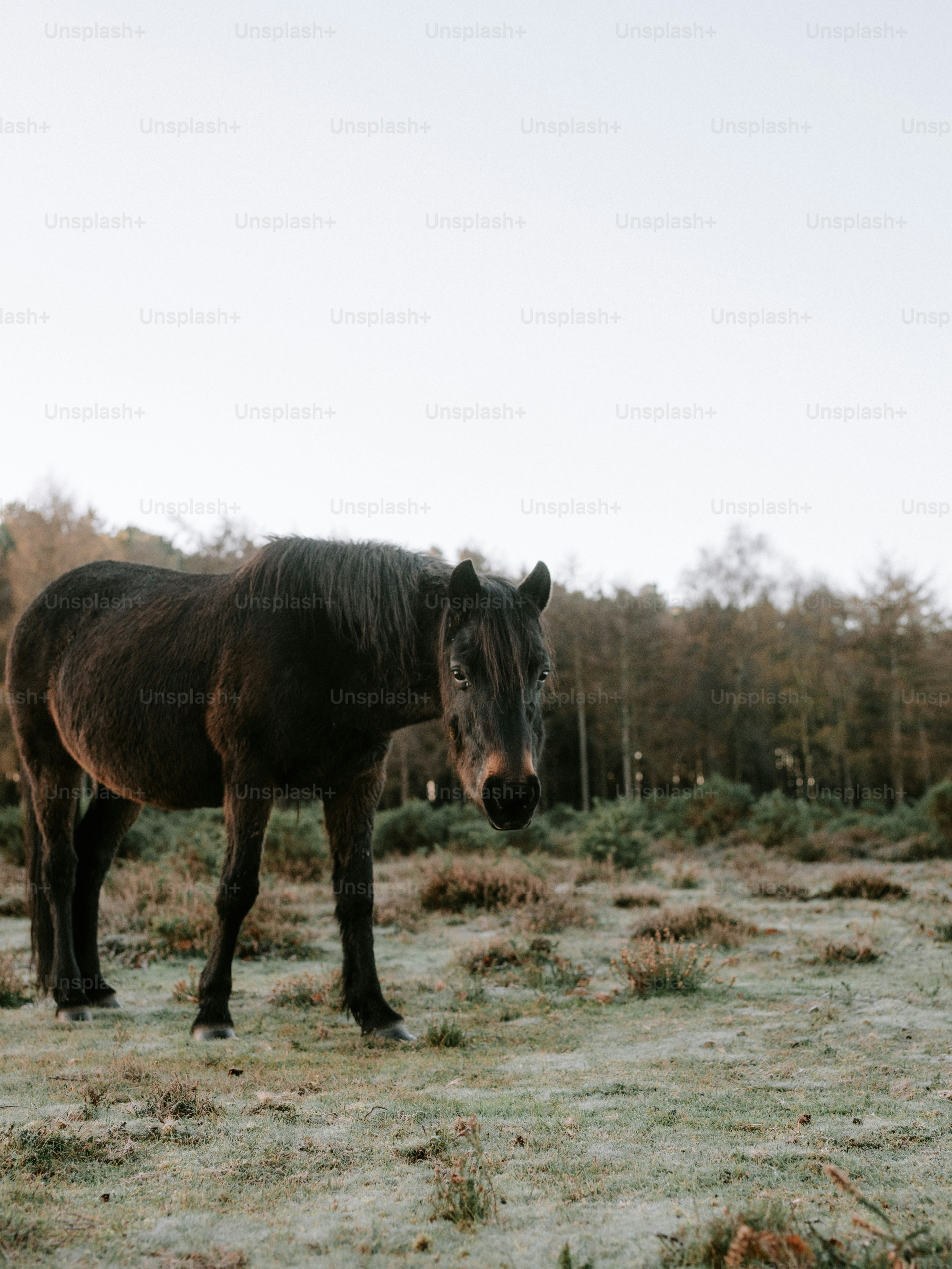 A dark horse stands in a grassy field.