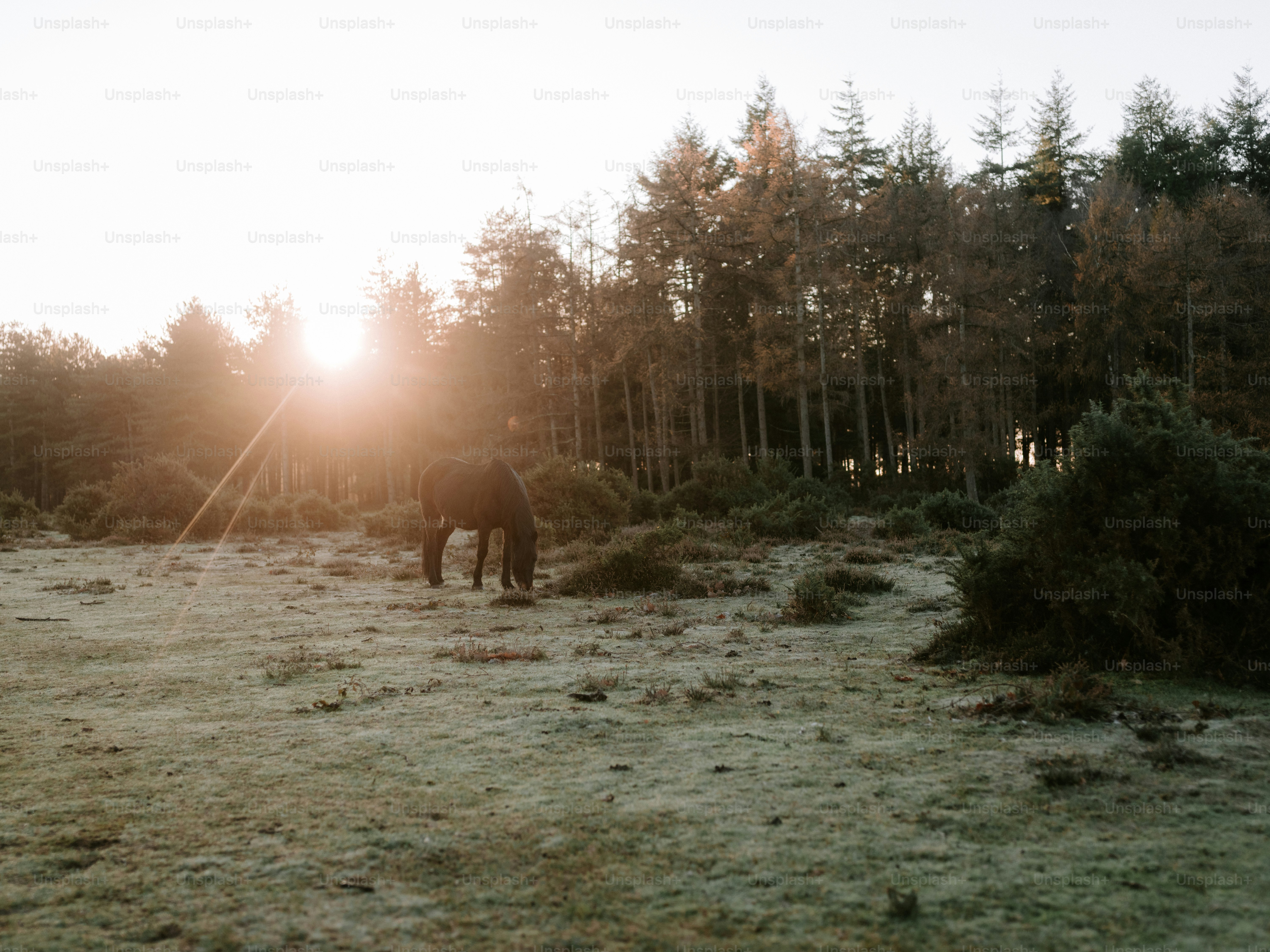 A lone horse grazes in a frosty field at sunrise.