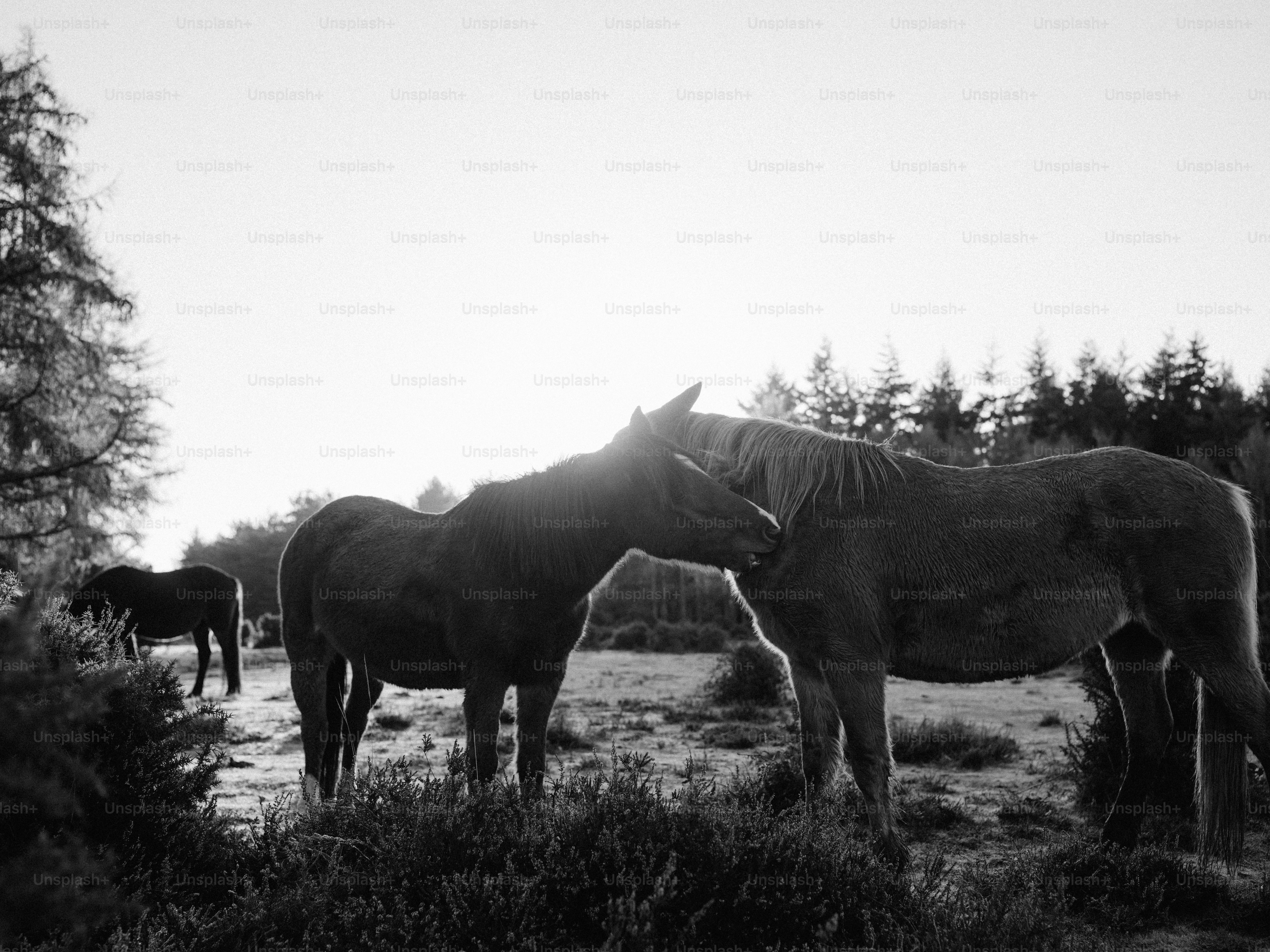 Two horses nuzzle in a field at sunrise. photo – Animal Image on Unsplash
