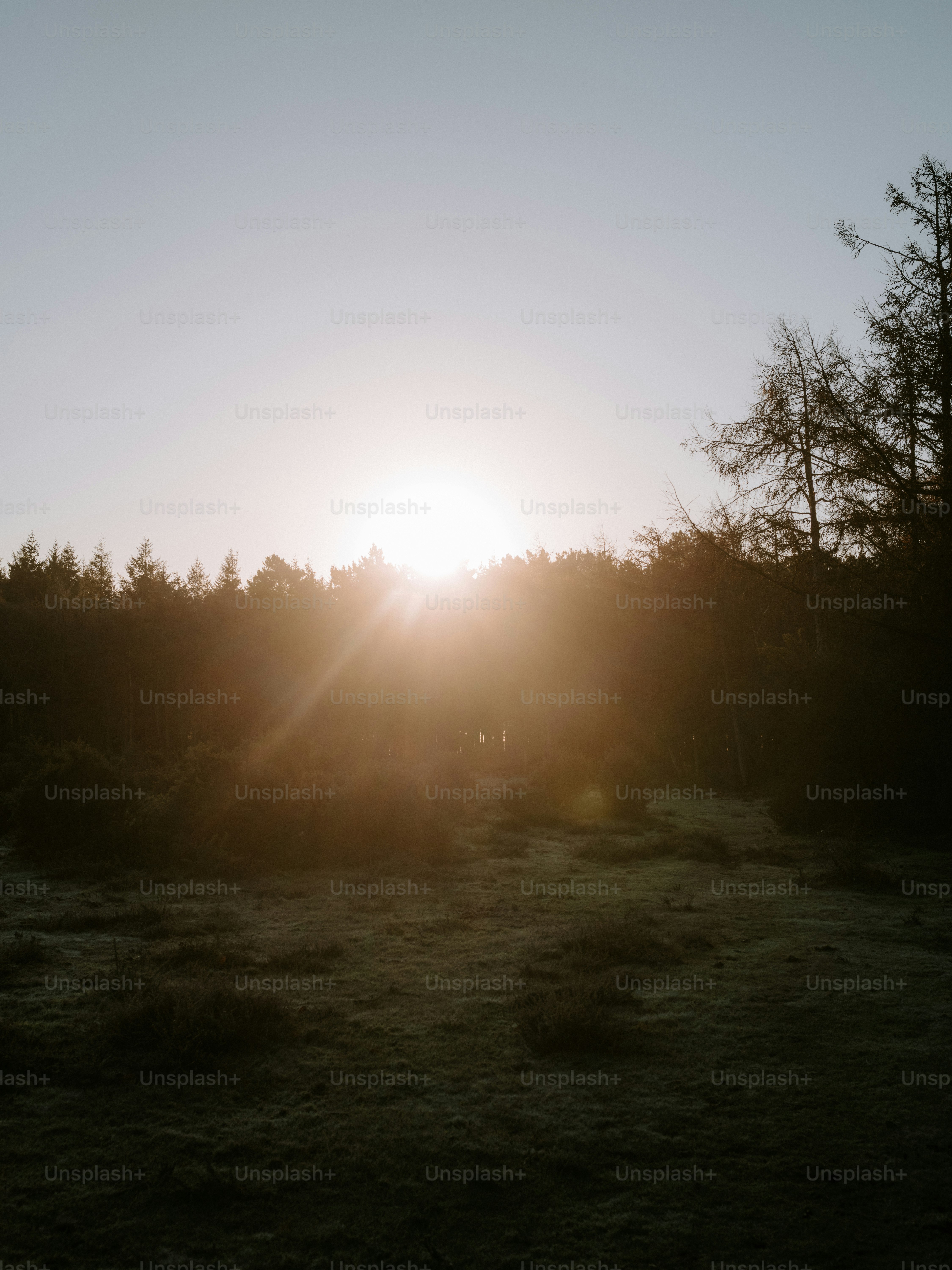 Sun setting behind a dense forest canopy.