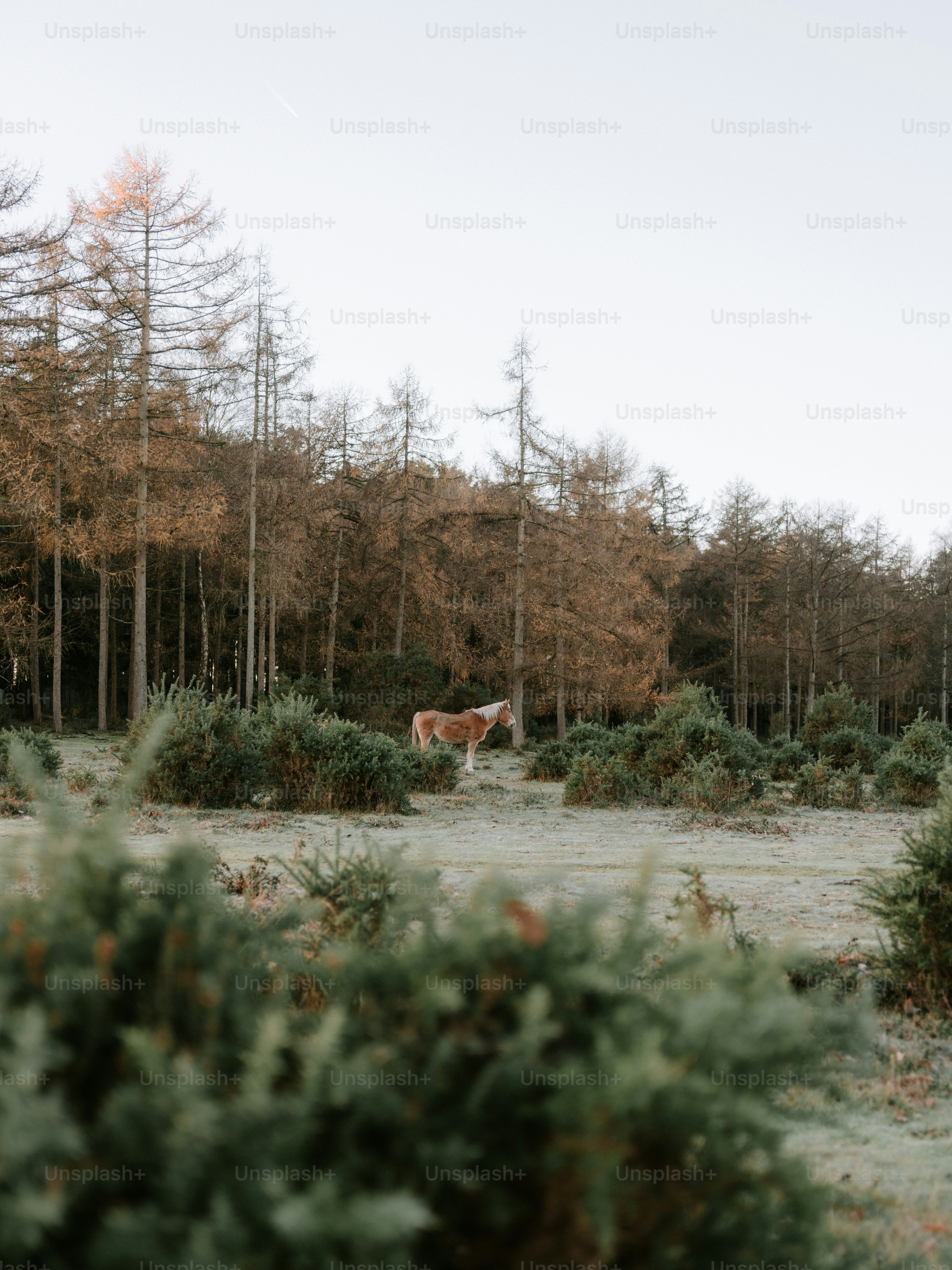A horse stands in a clearing surrounded by trees.