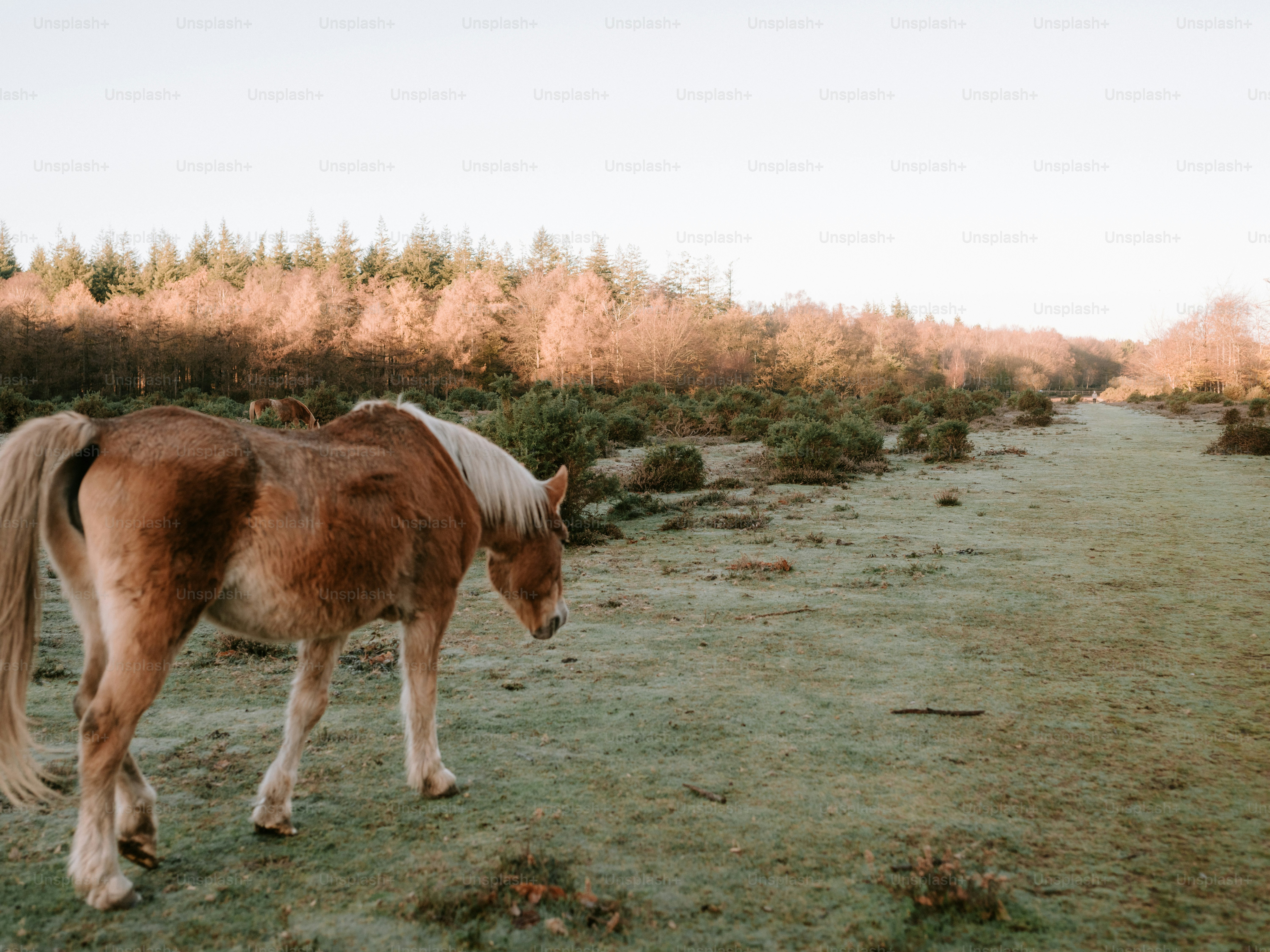 A horse stands in a grassy field at sunrise.