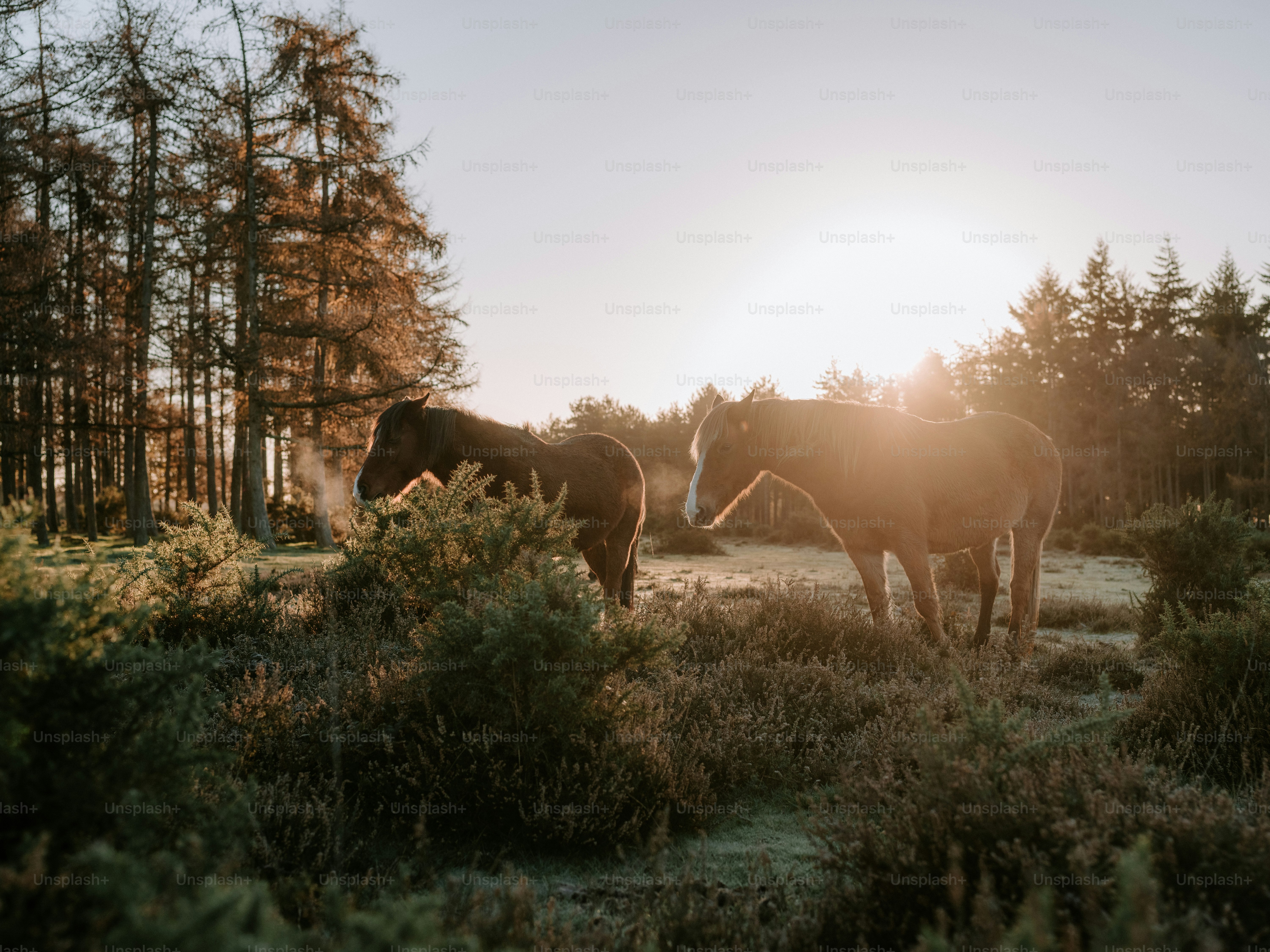 Two horses stand together in a misty field. photo – Forest Image on ...